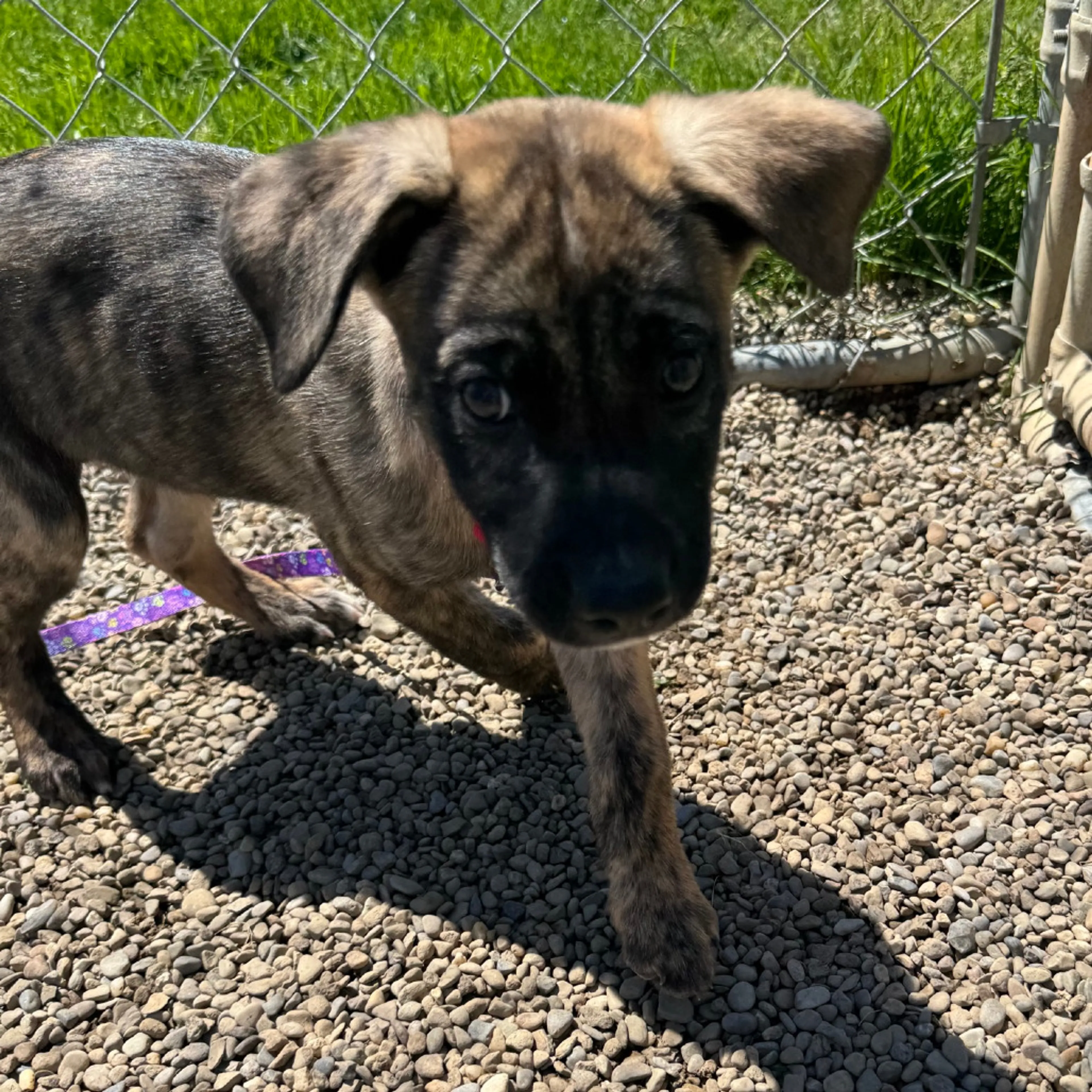 Found pet-4