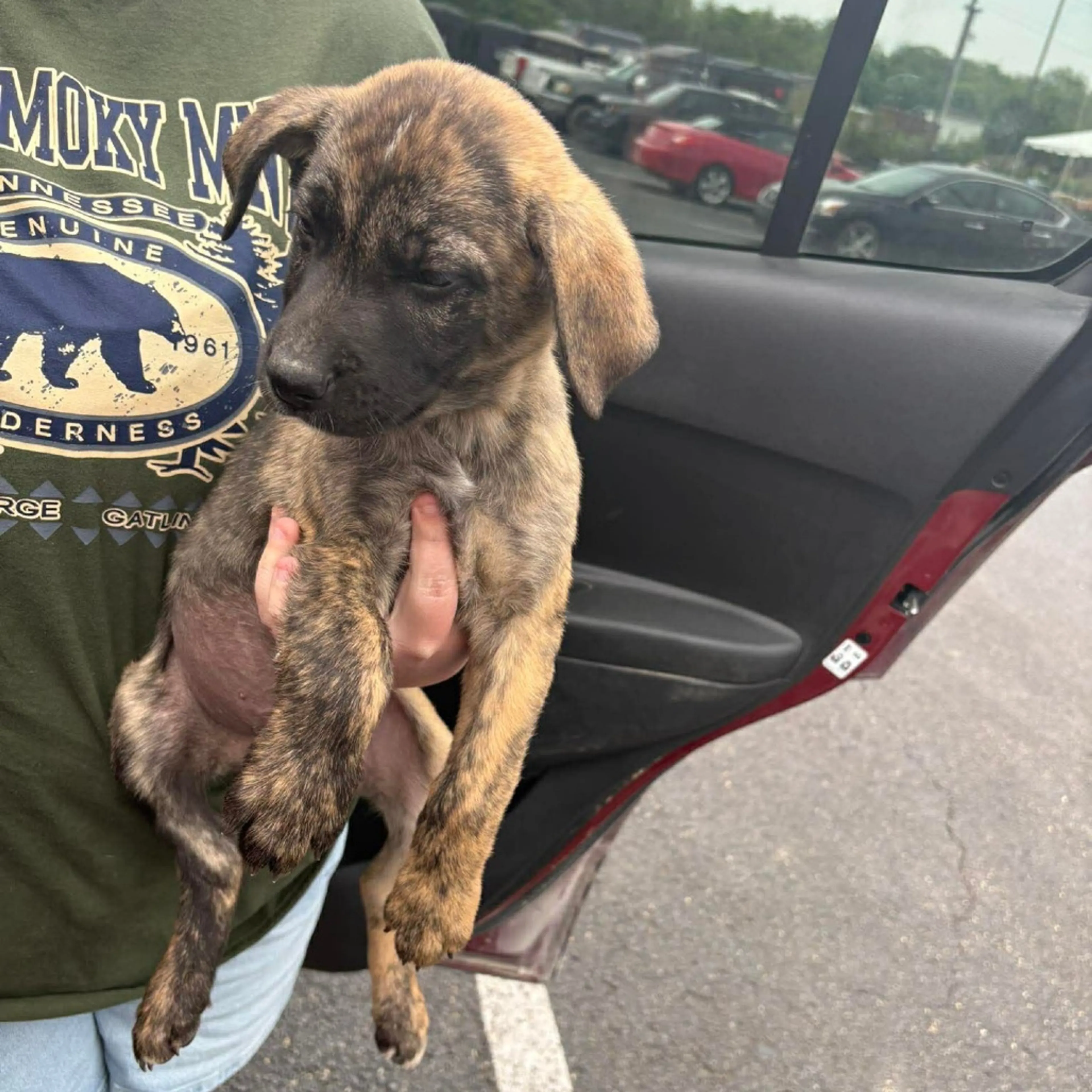 Found pet-5