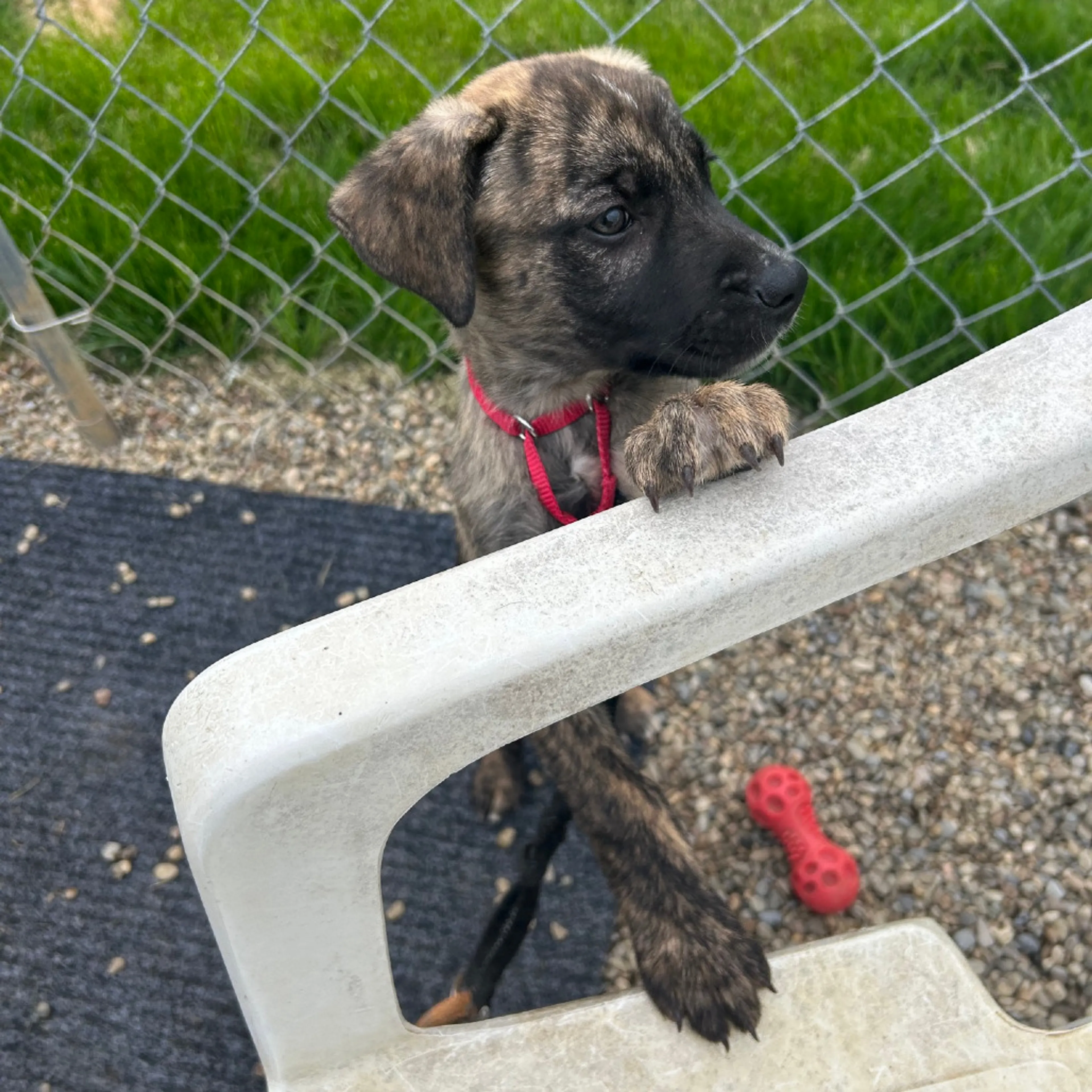 Found pet-2