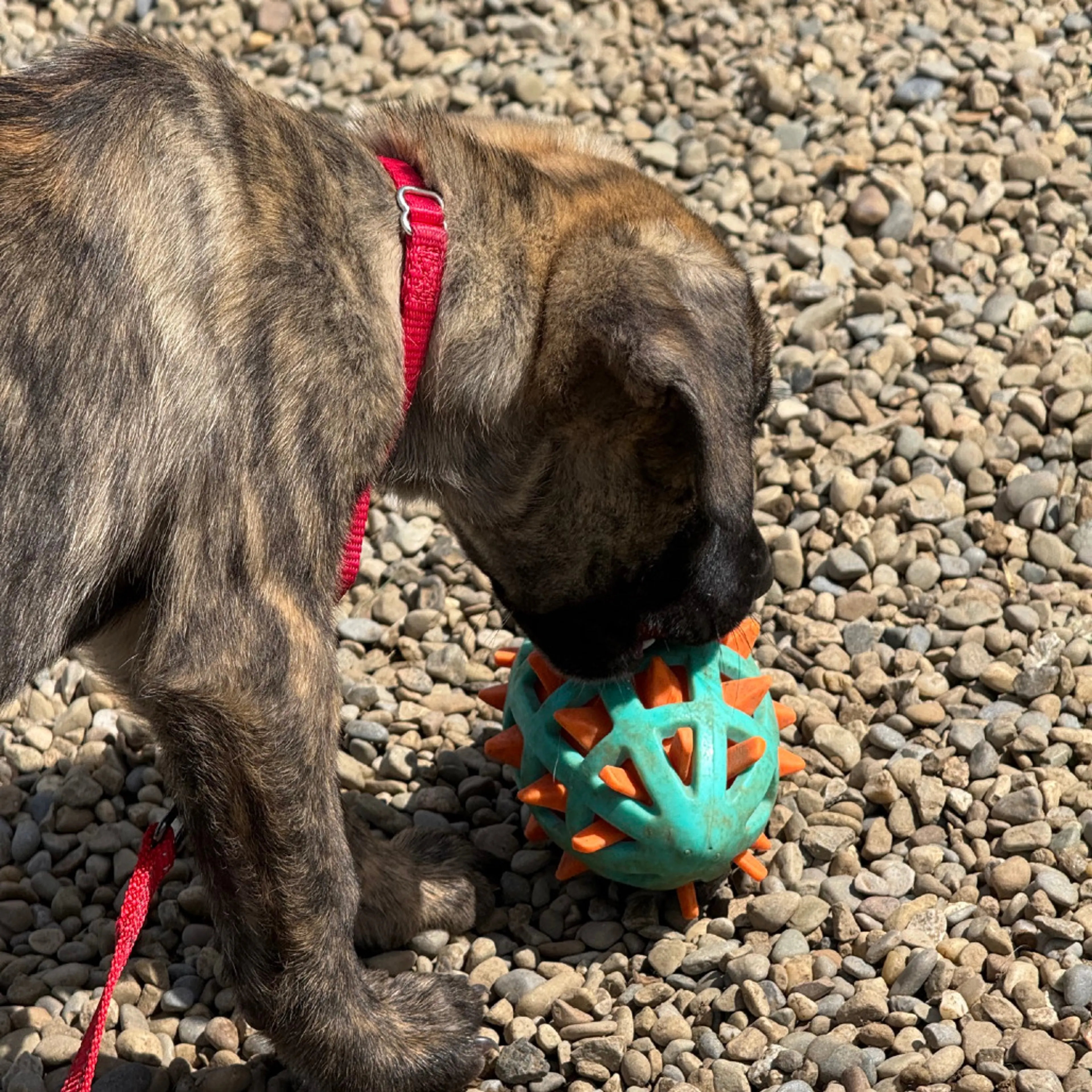 Found pet-6