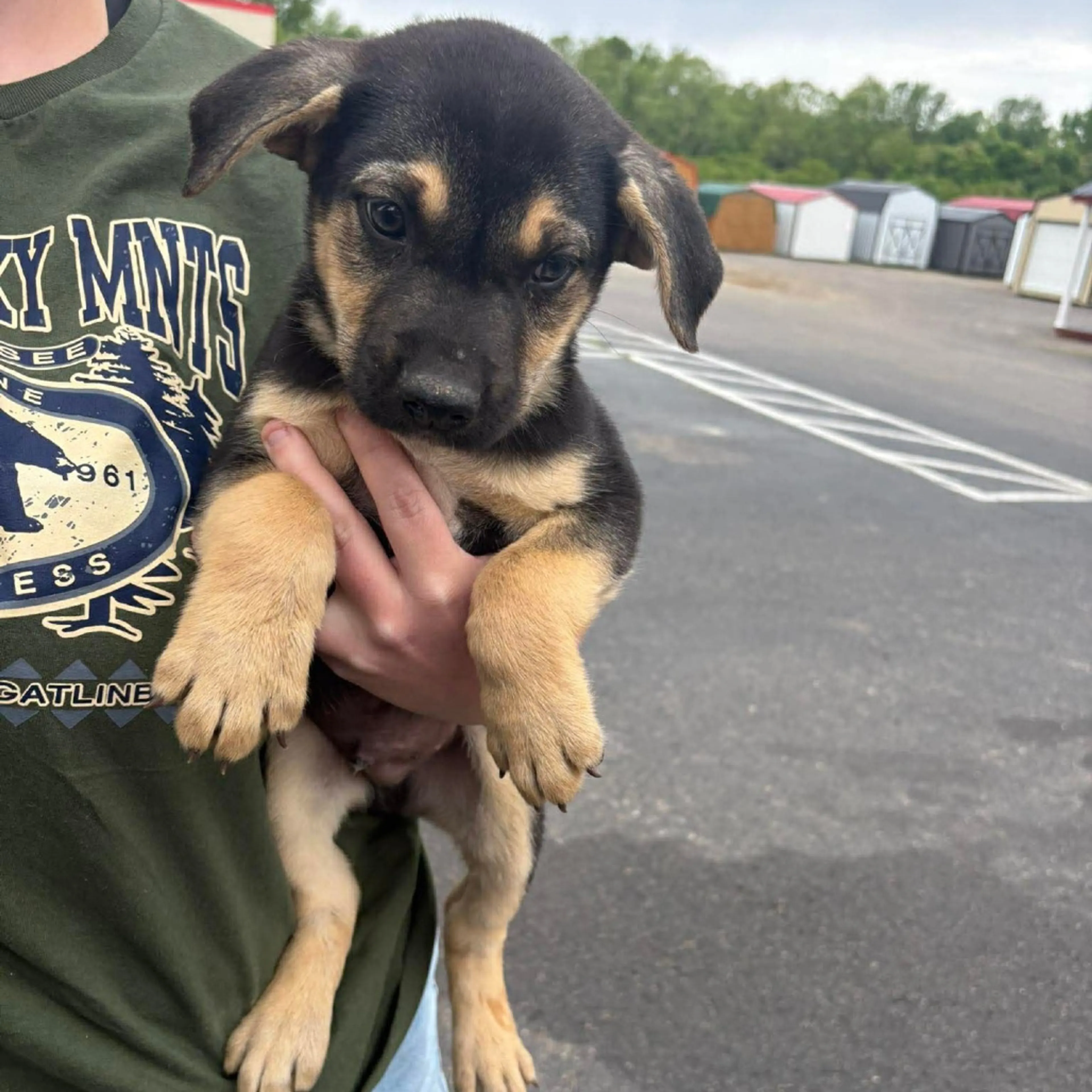 Found pet-4