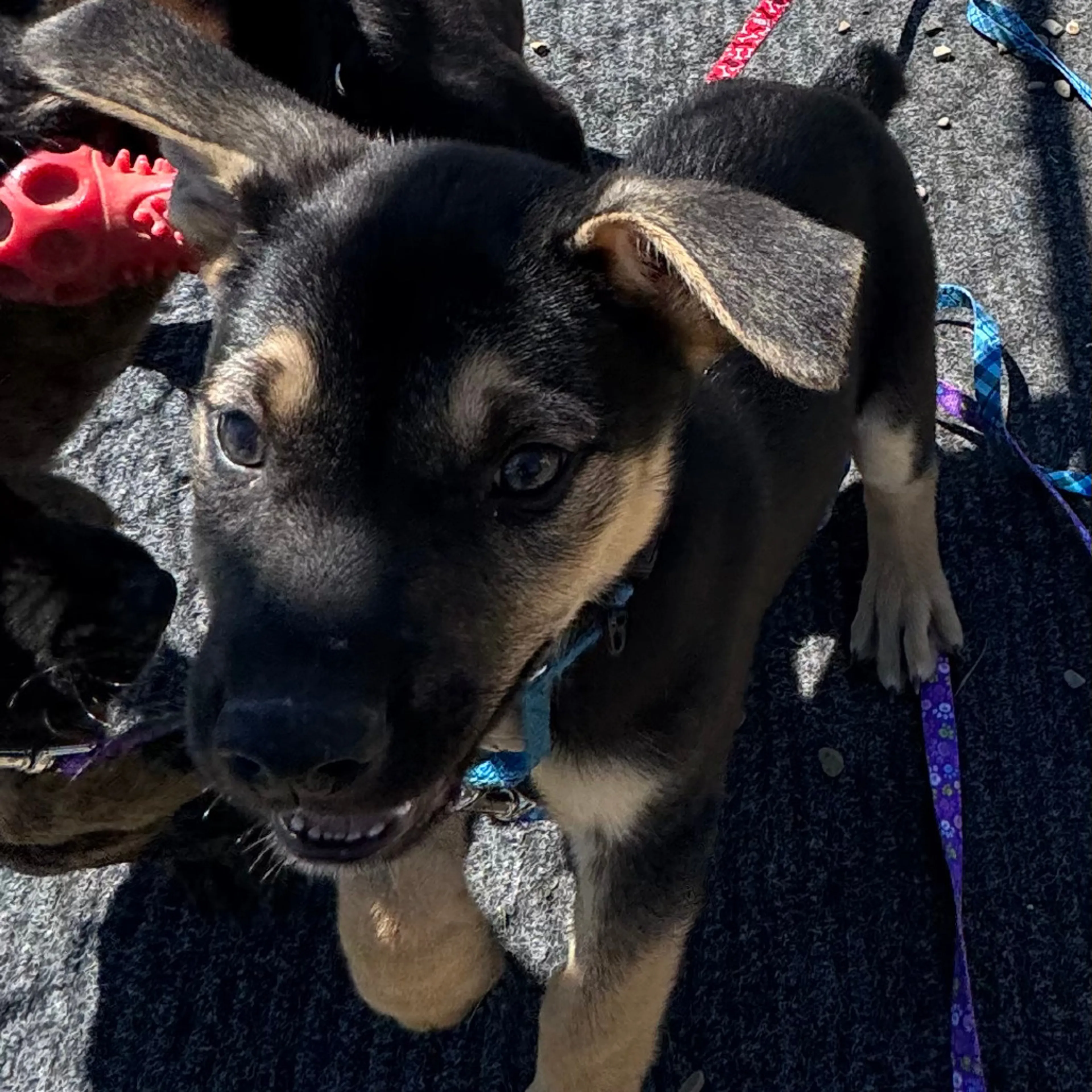 Found pet-2