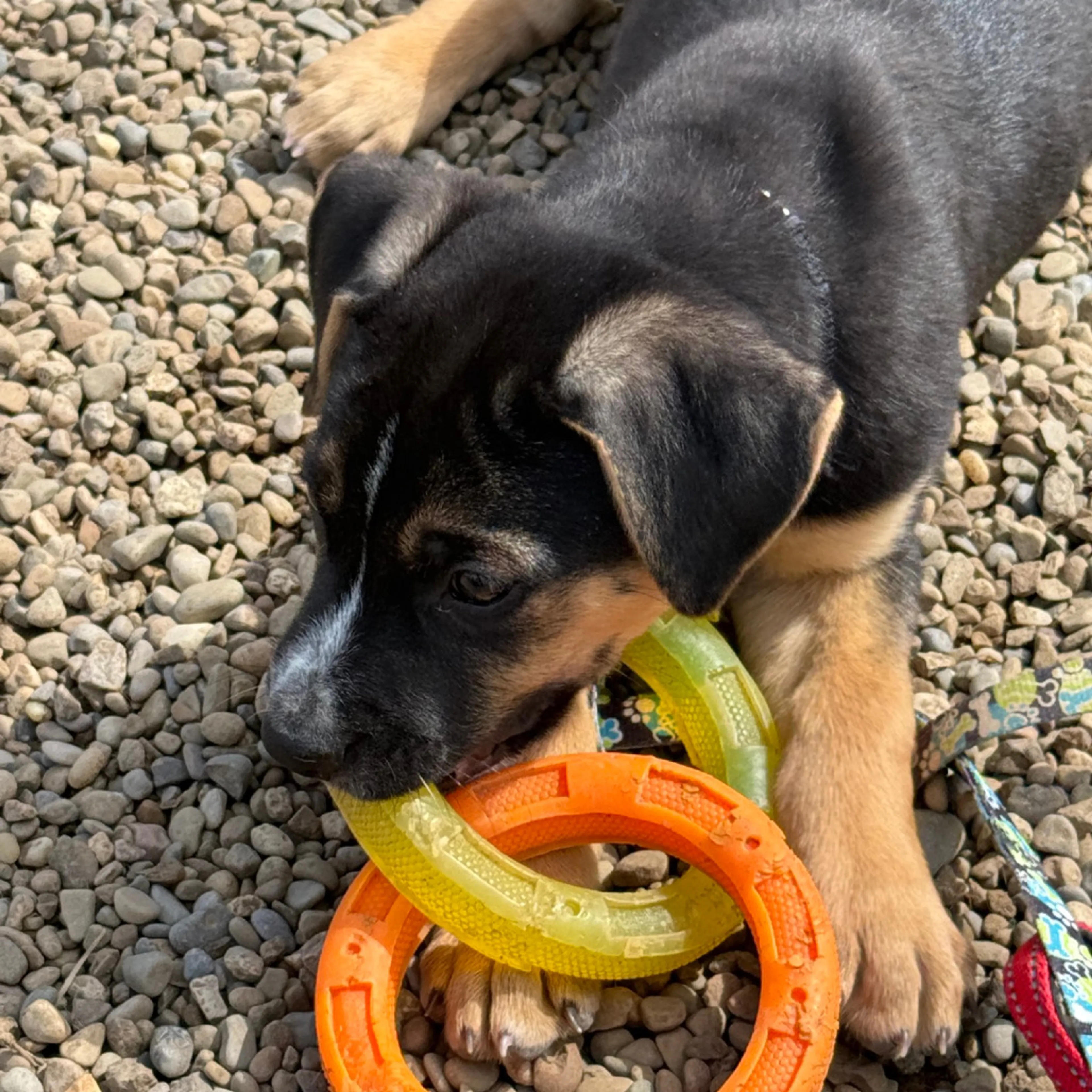 Found pet-7