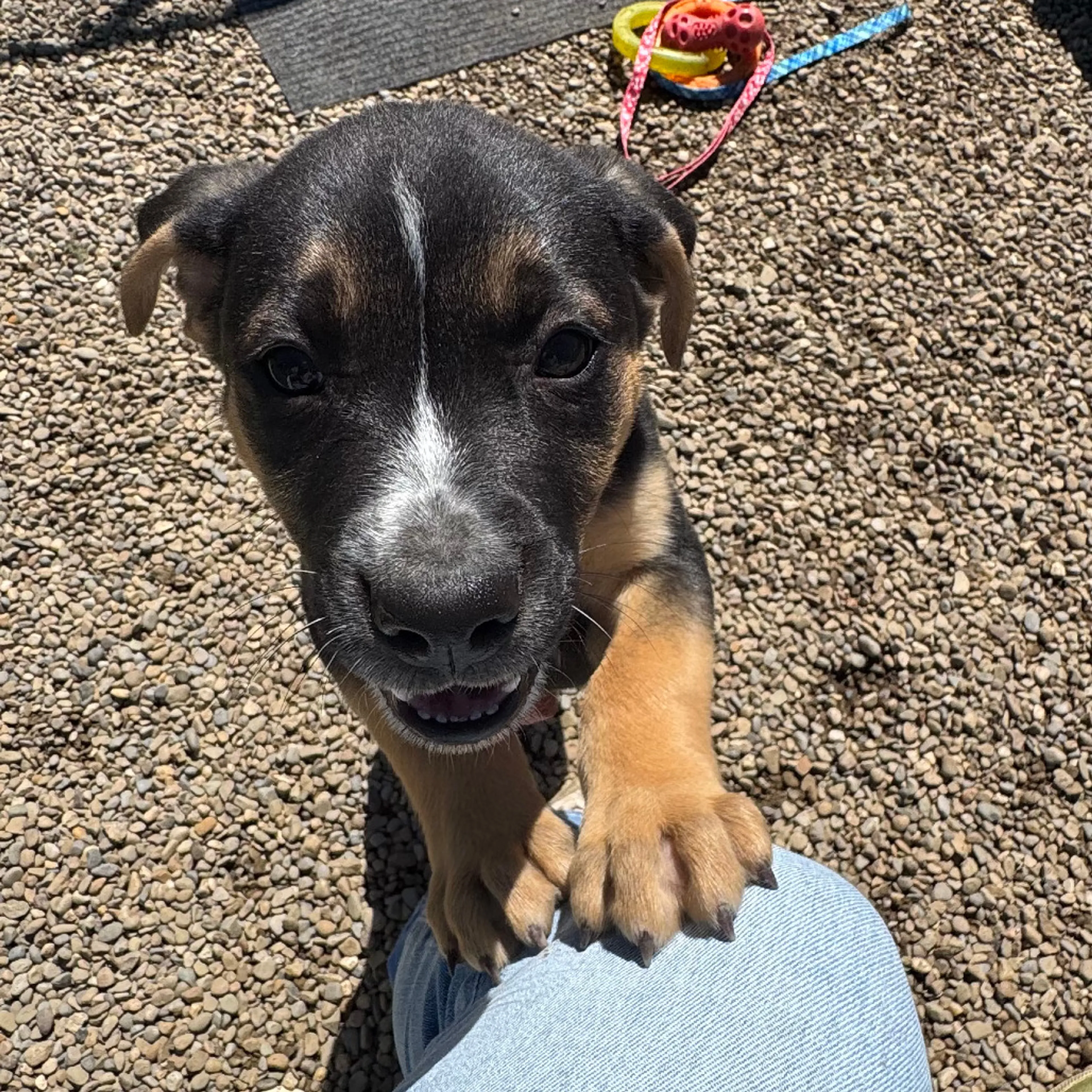 Found pet-2