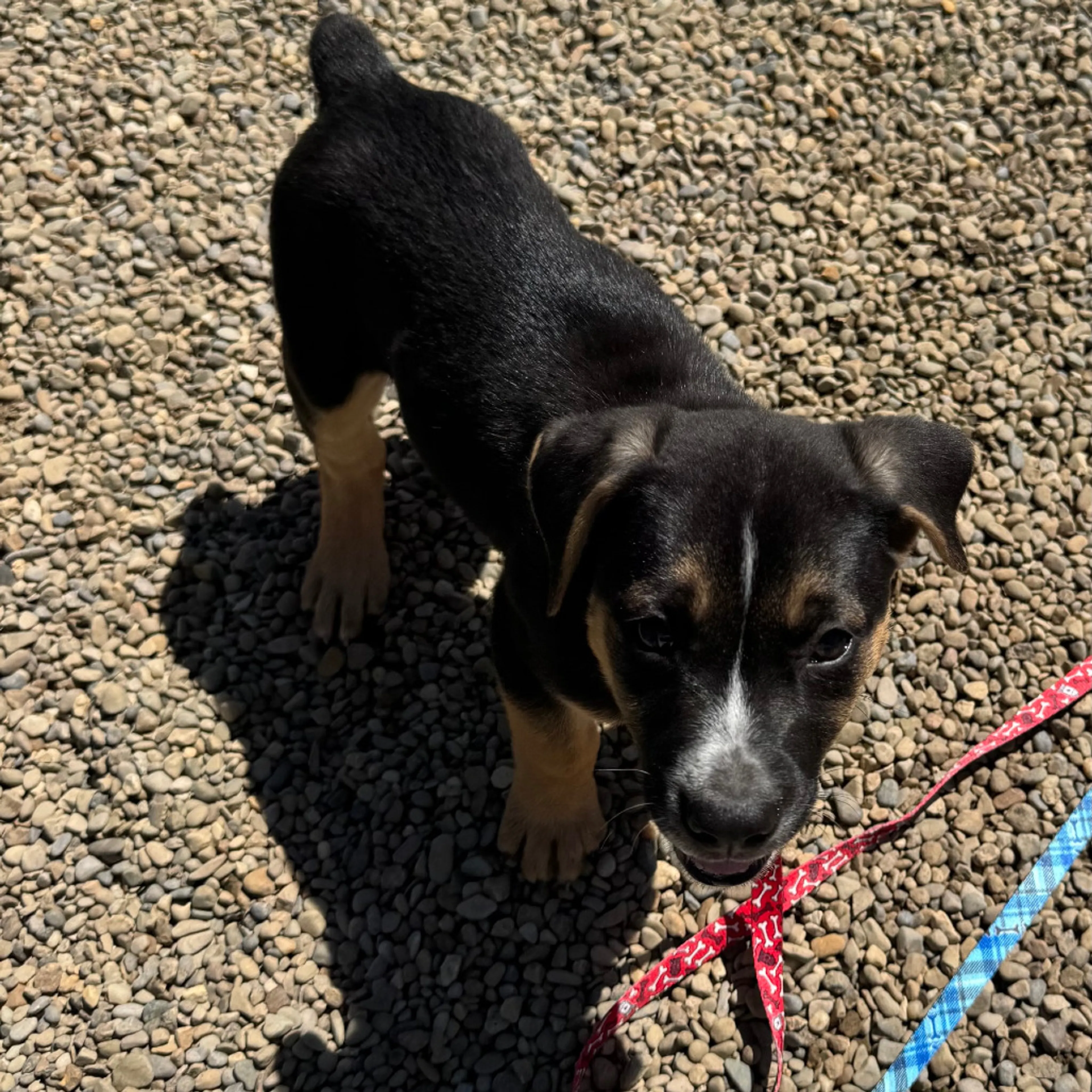 Found pet-3
