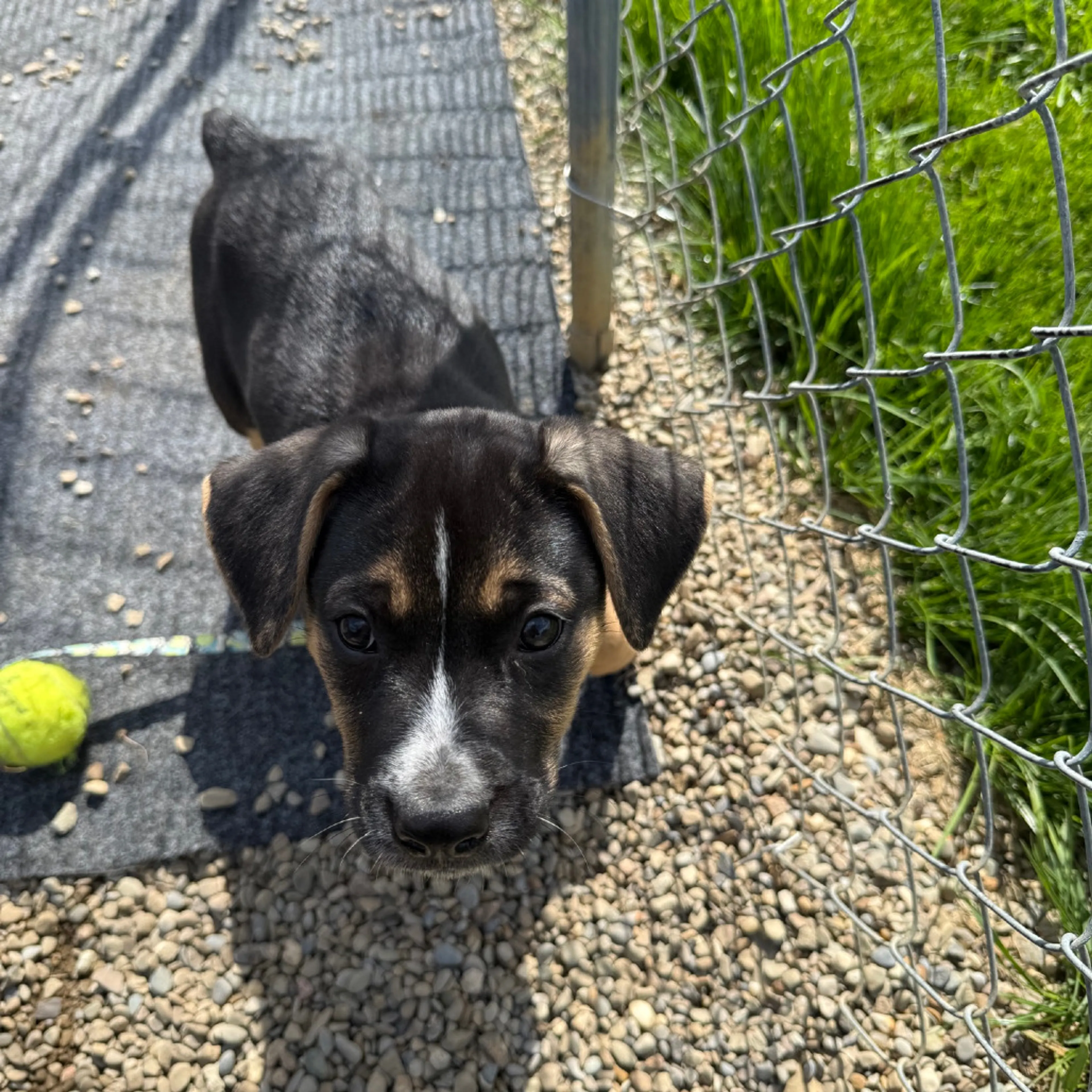 Found pet-6