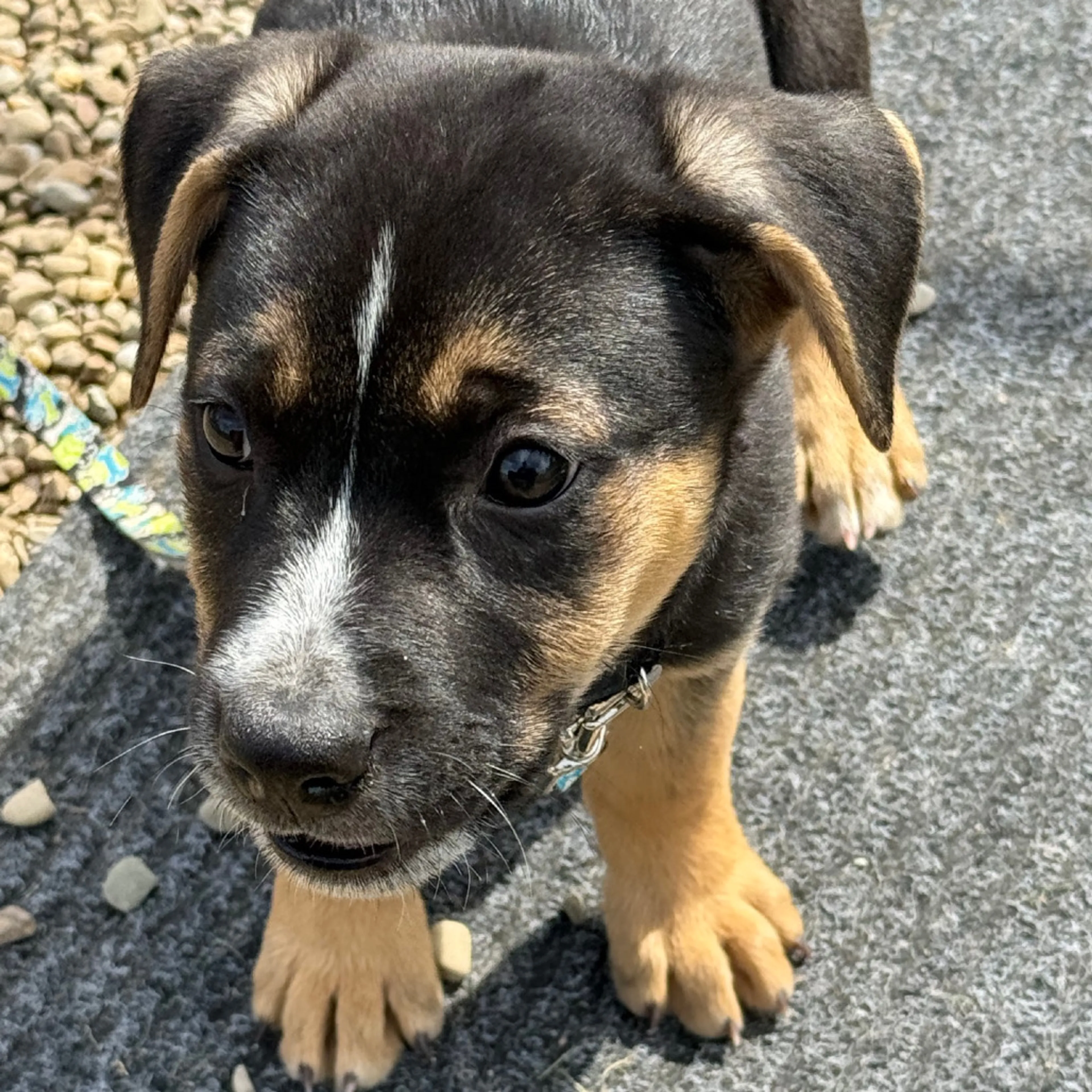 Found pet-11