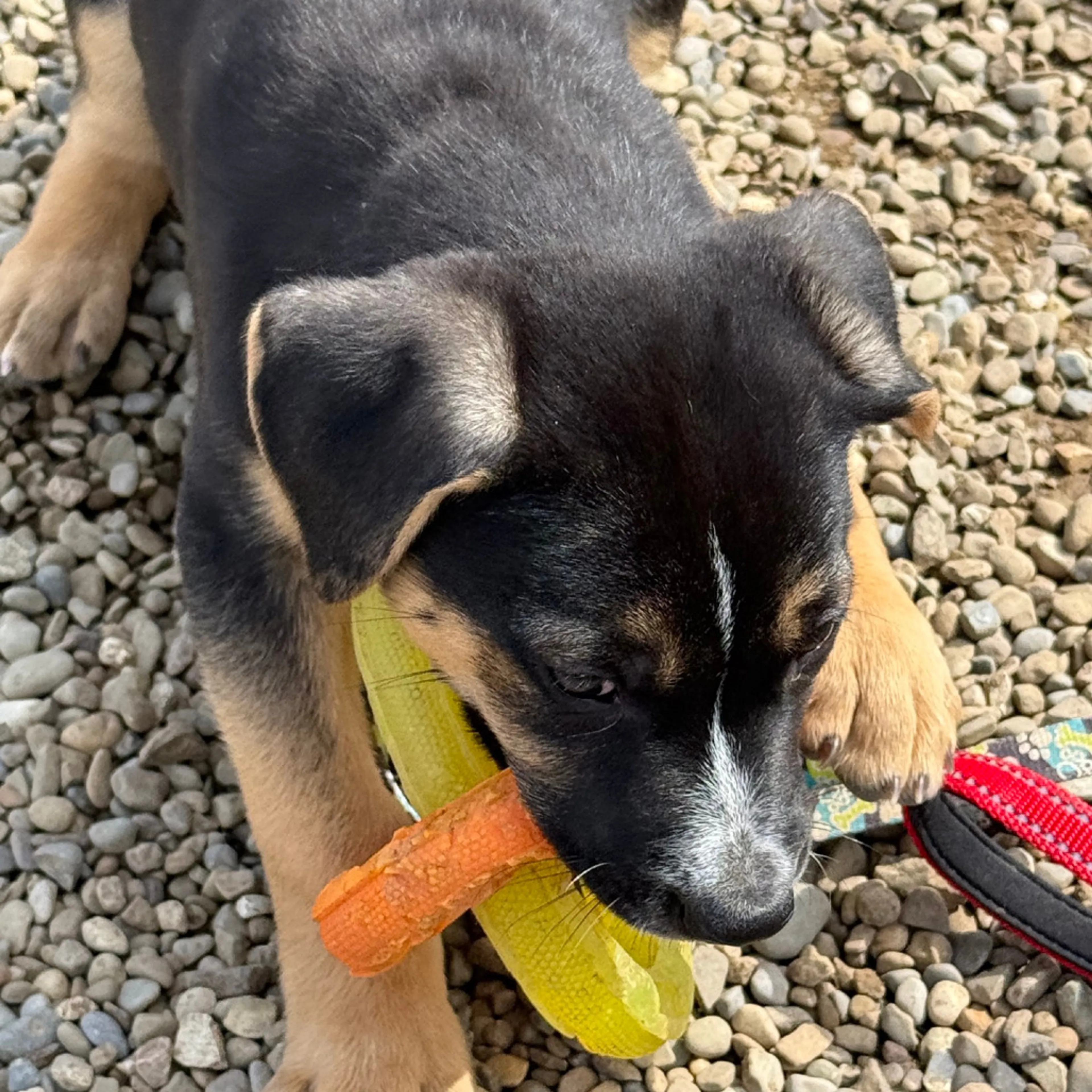 Found pet-8