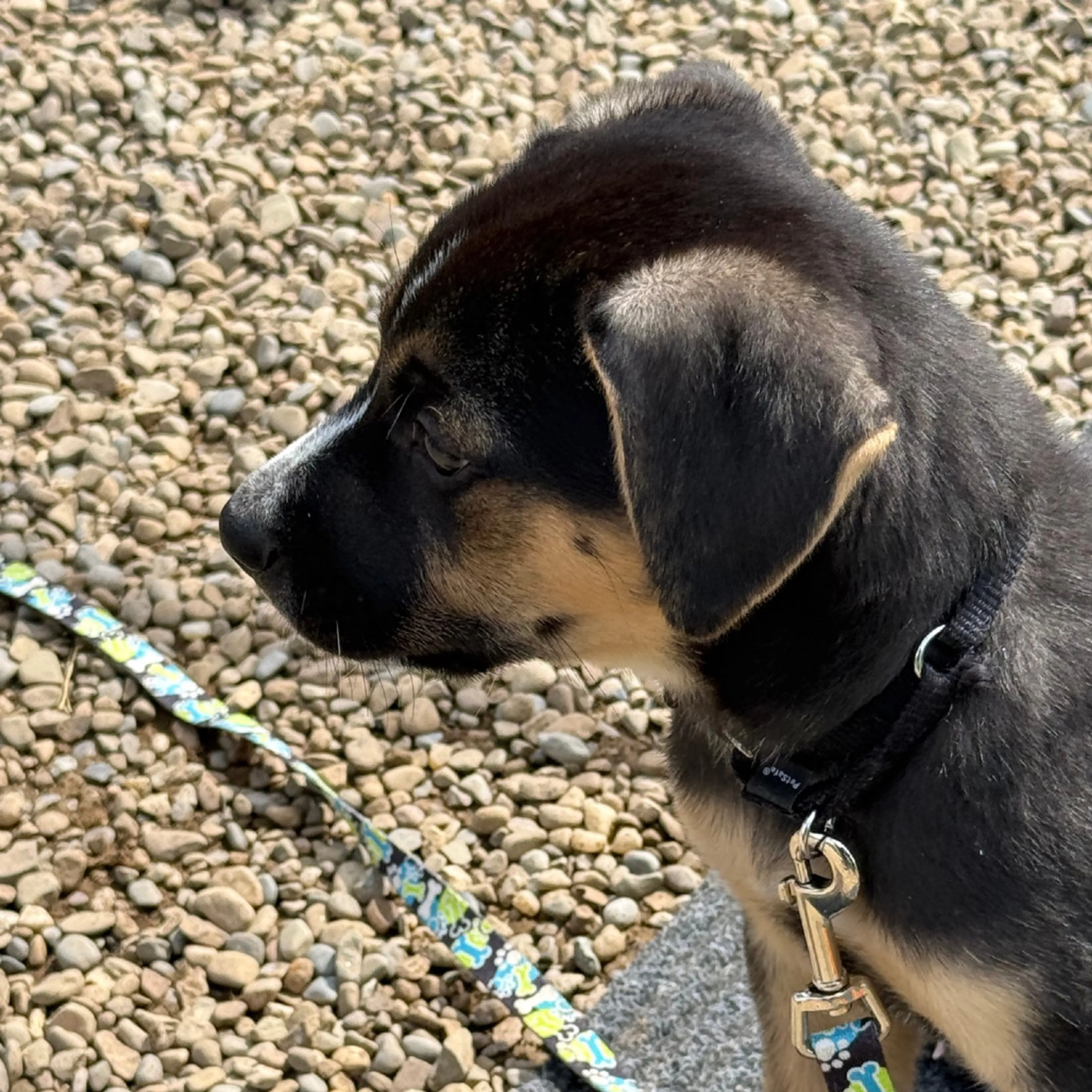 Found pet-10