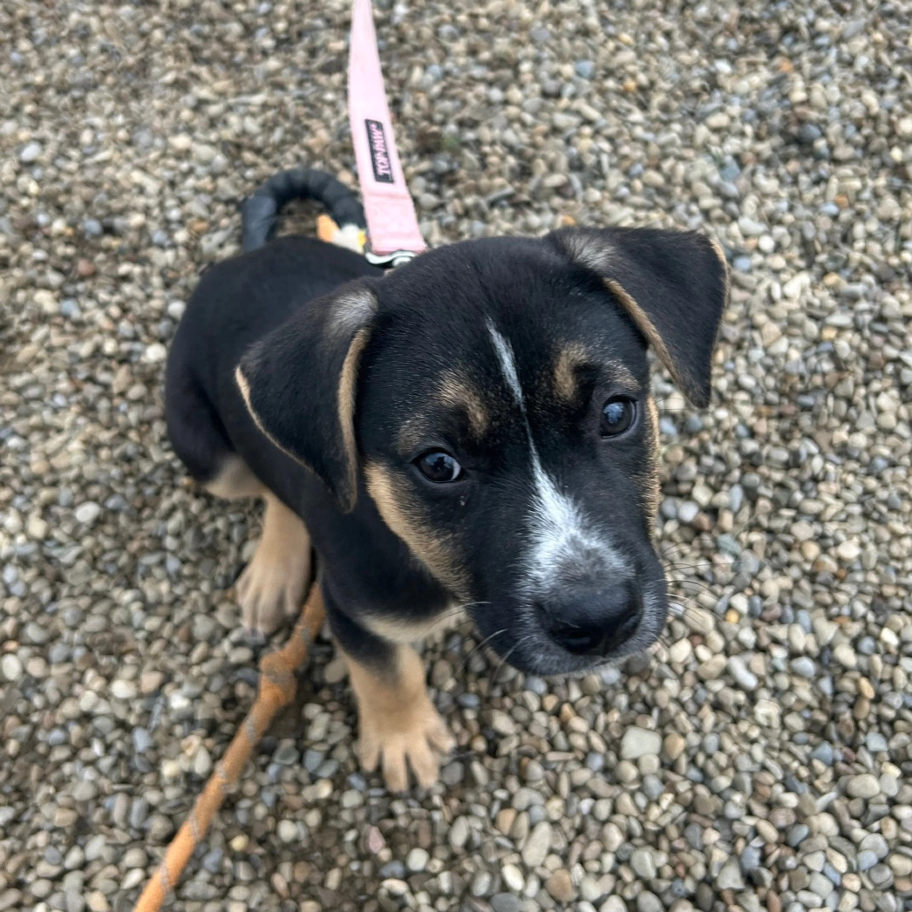 Found pet-1