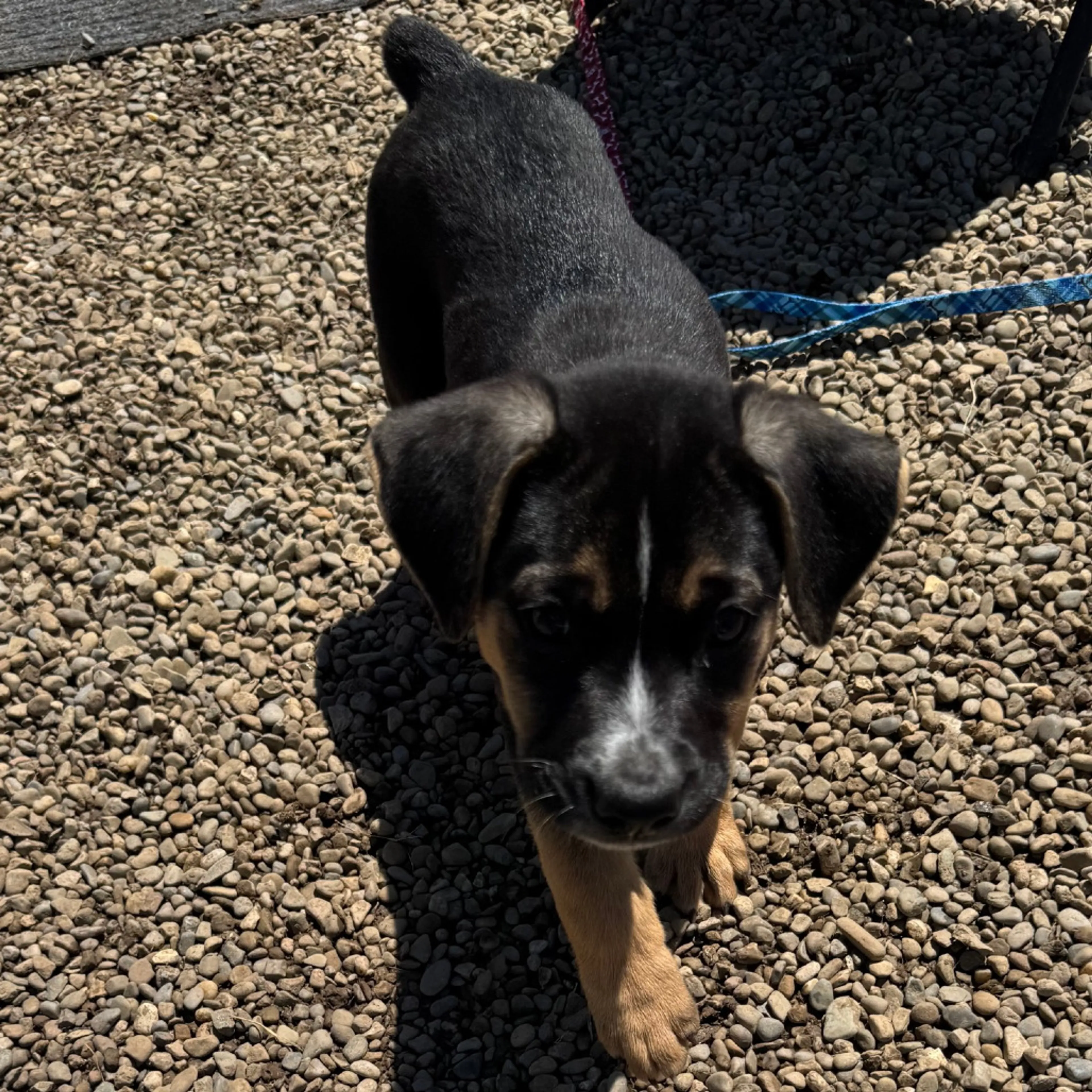 Found pet-4