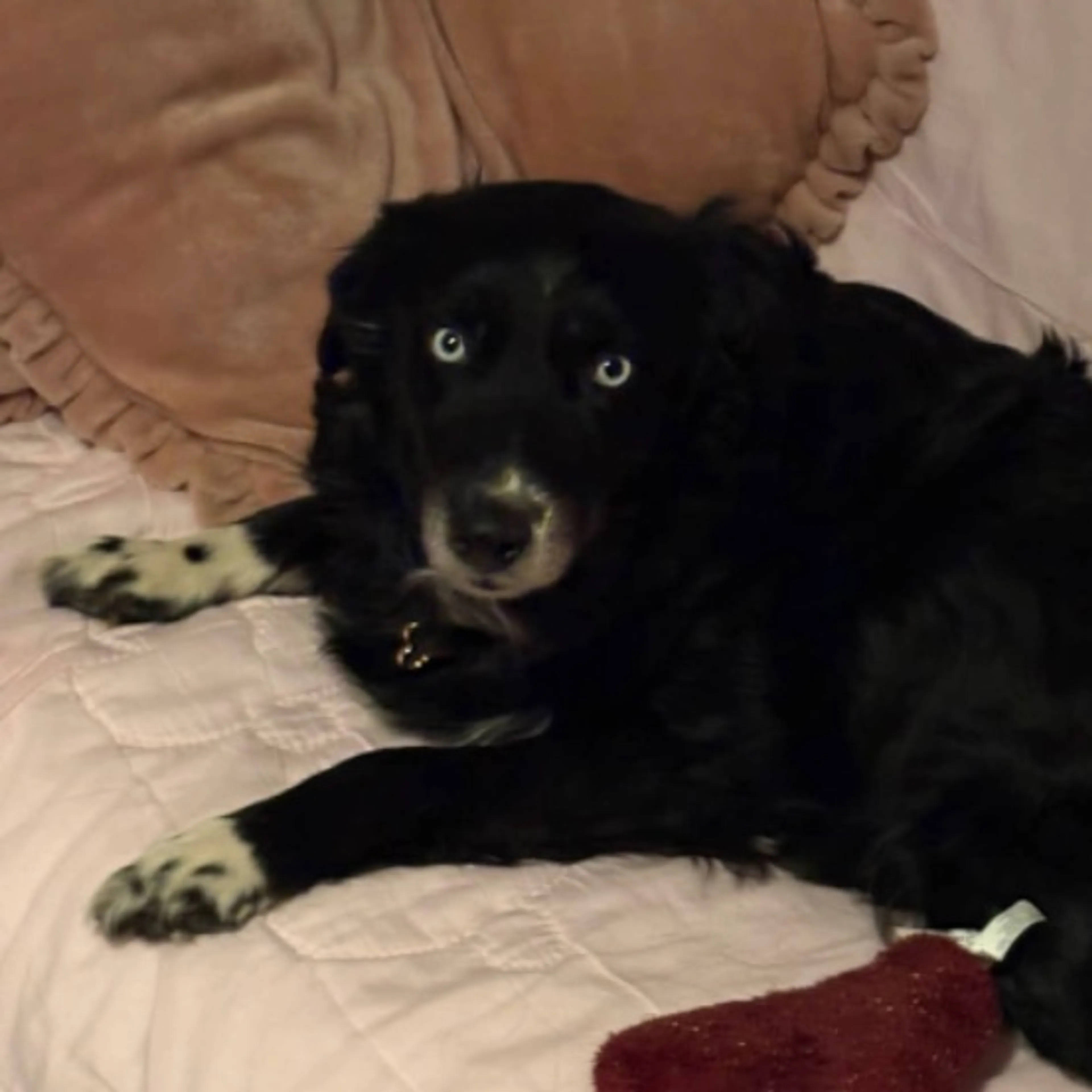 Lost pet