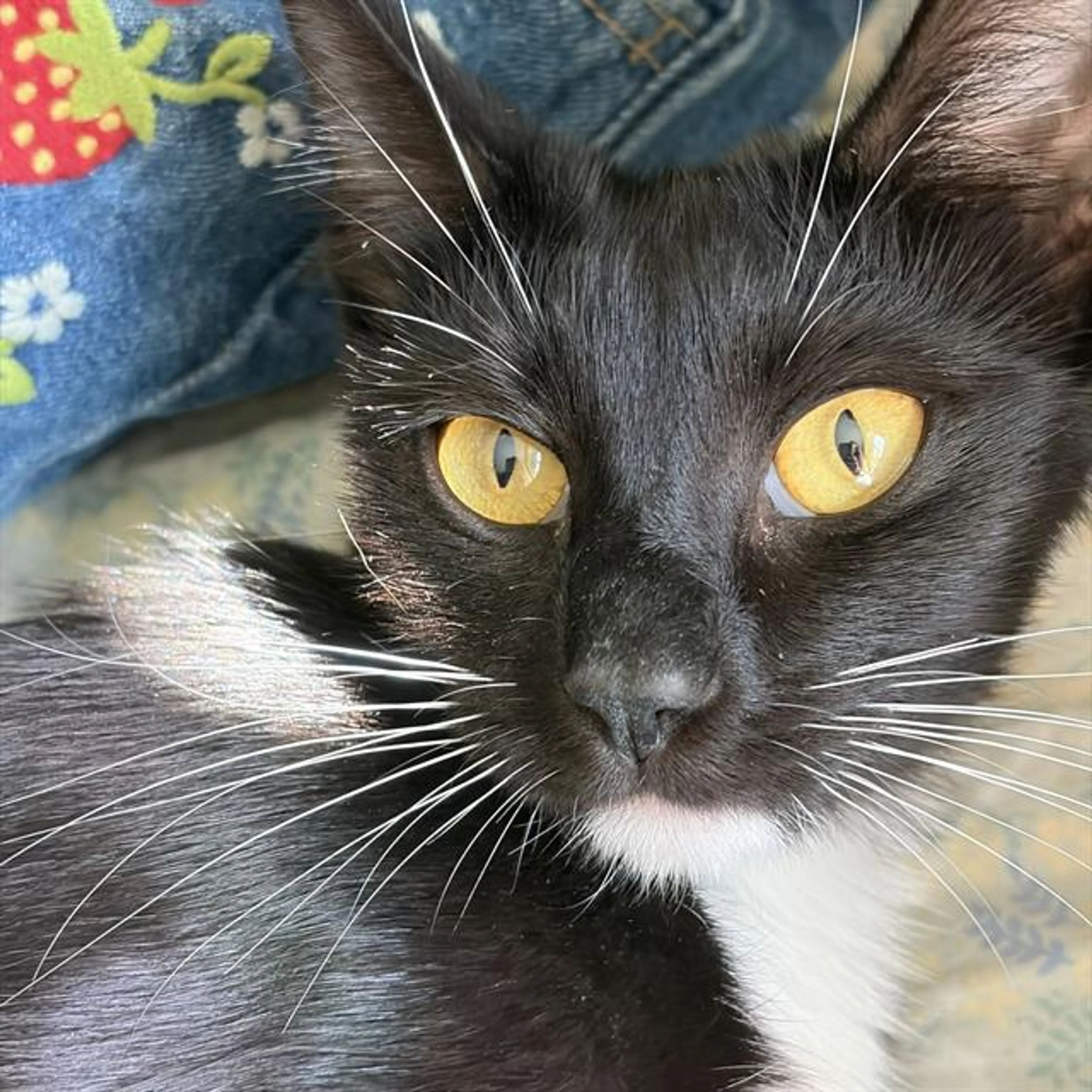 Found pet