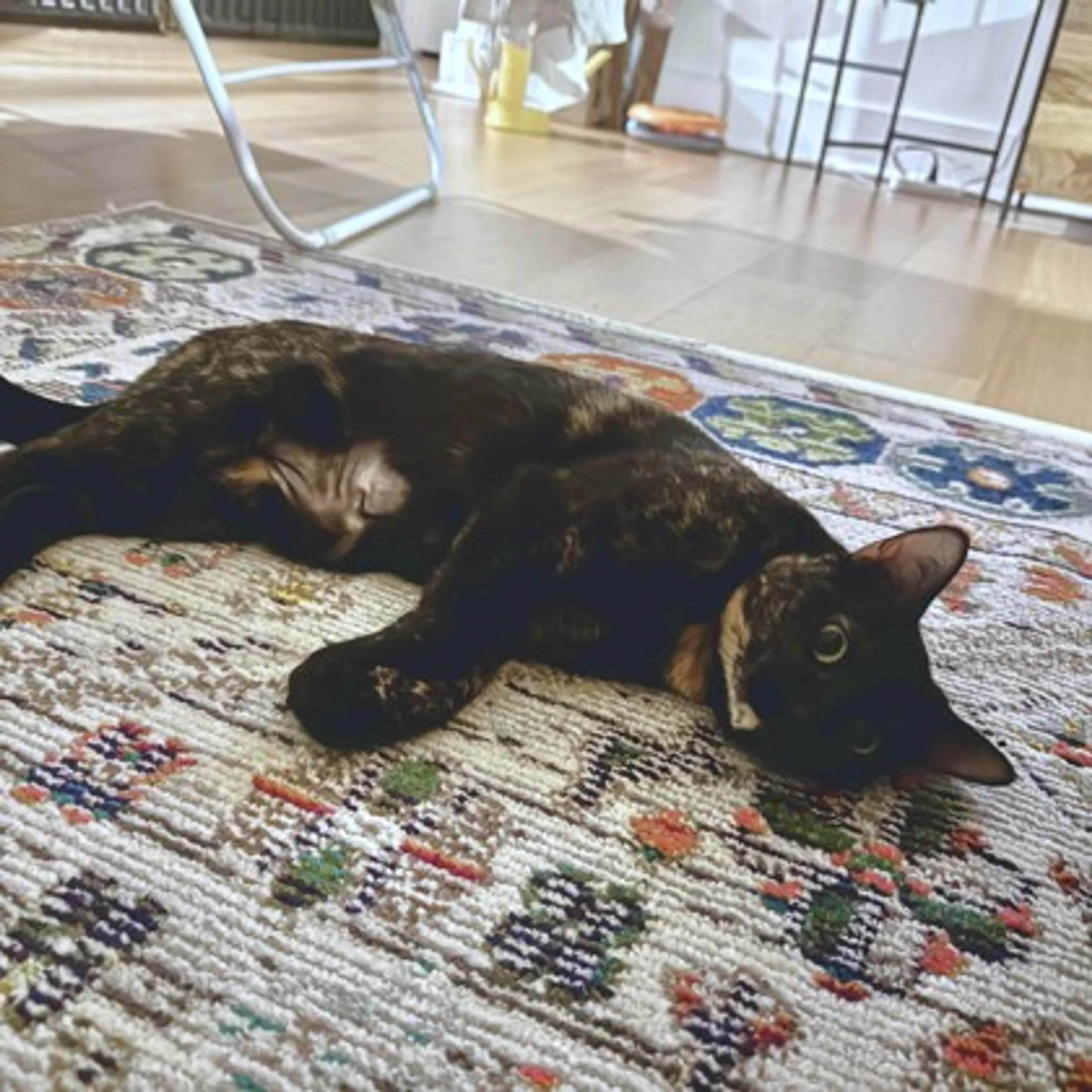 Found pet-2