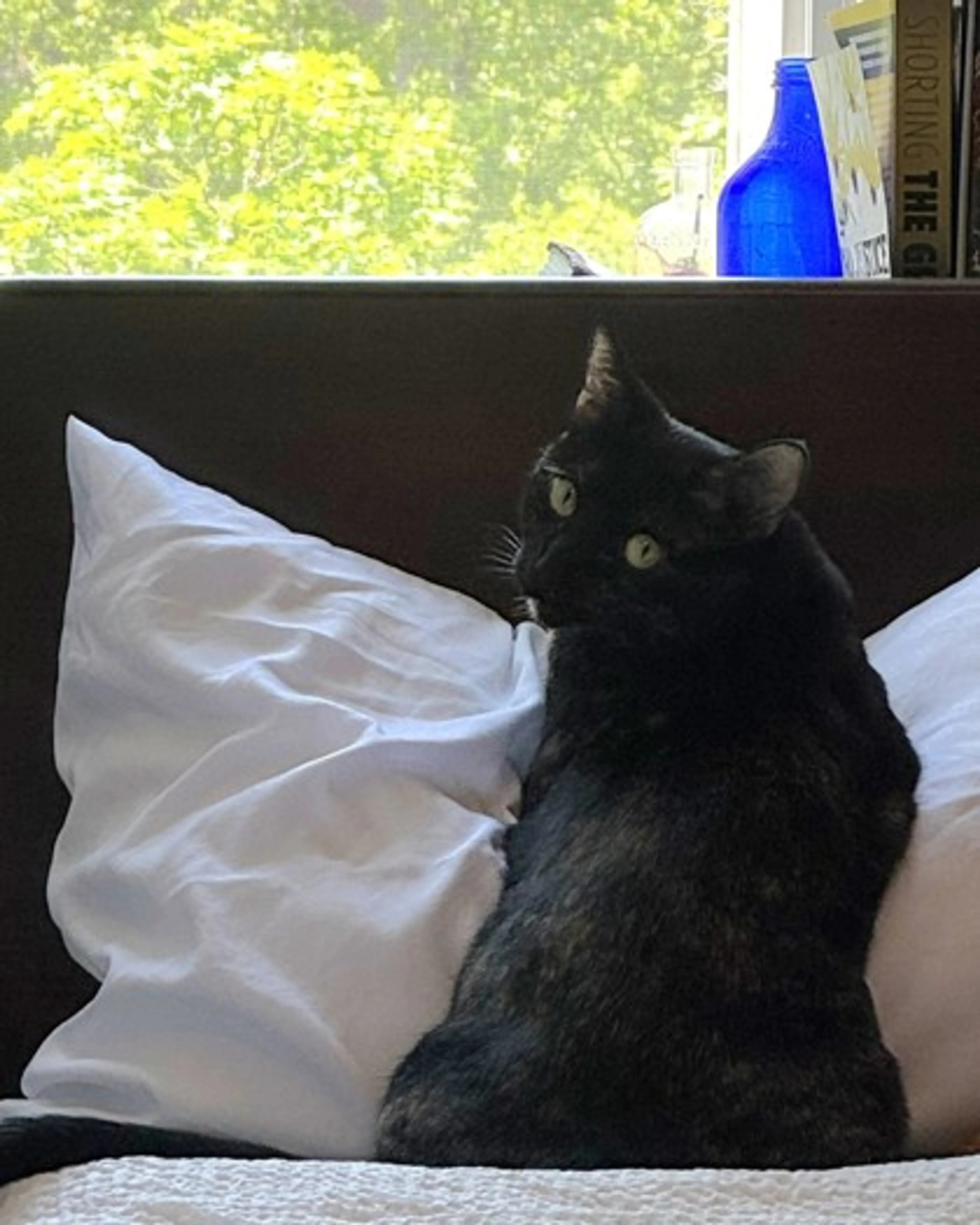 Found pet-1