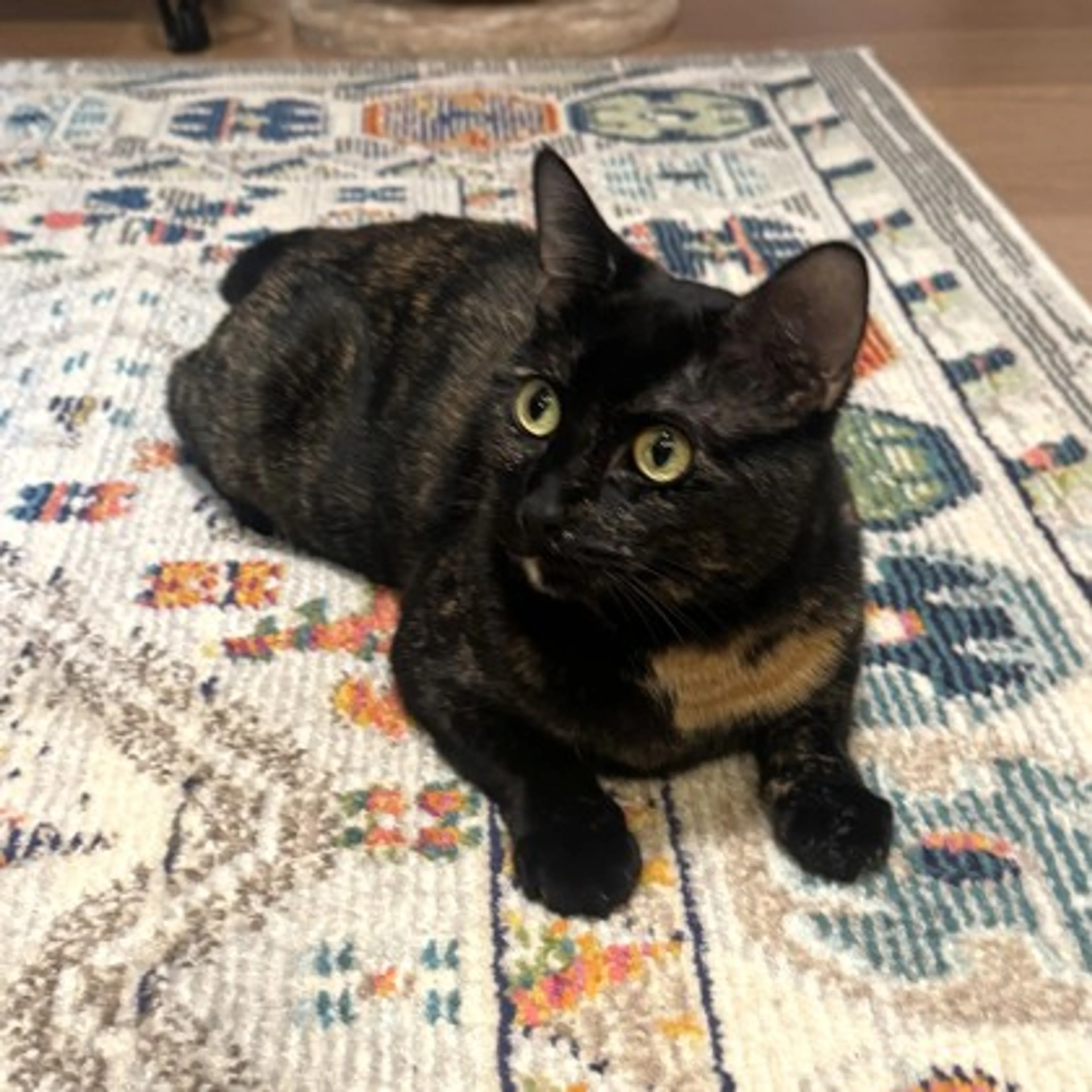 Found pet-0