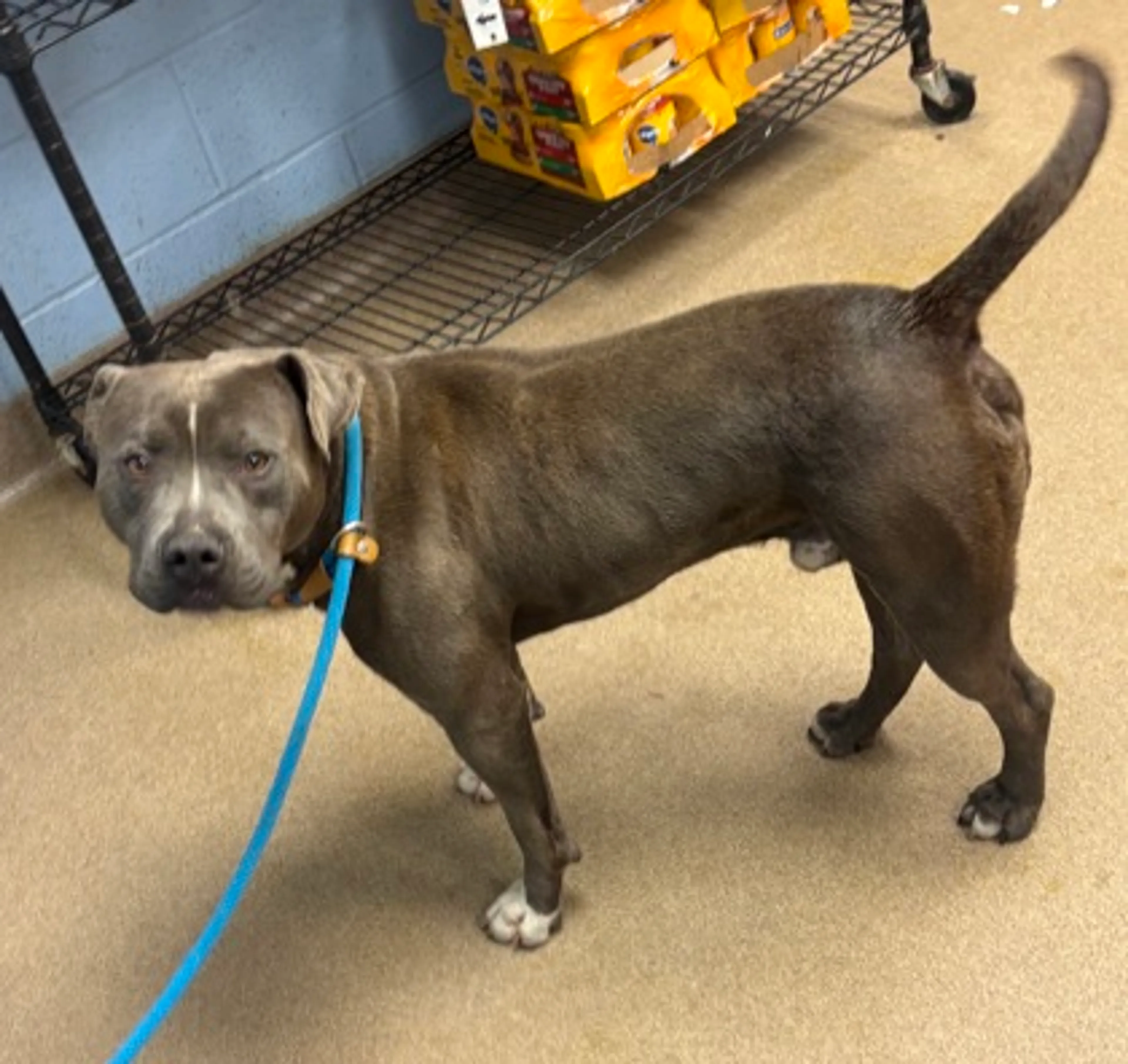 Found pet