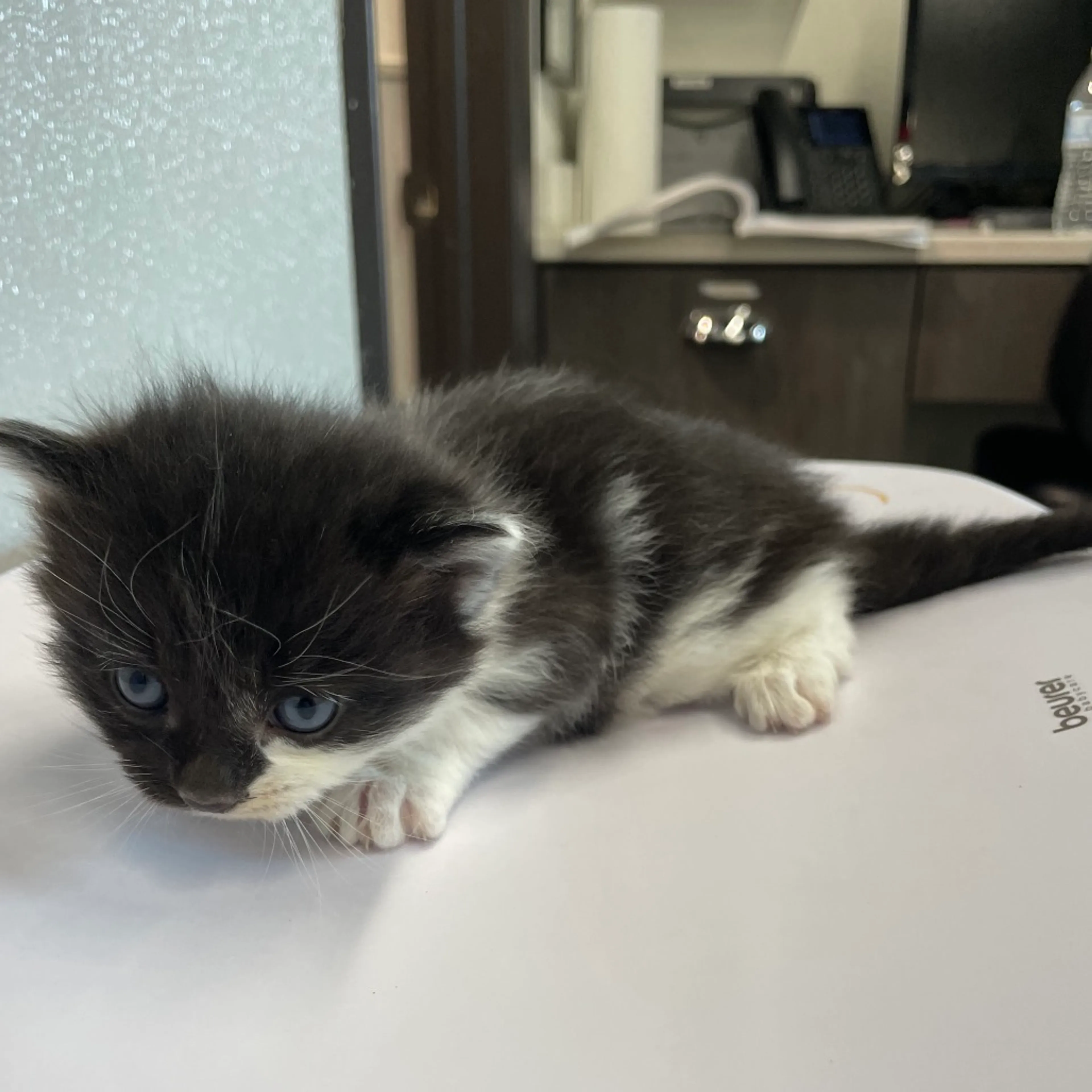 Found pet