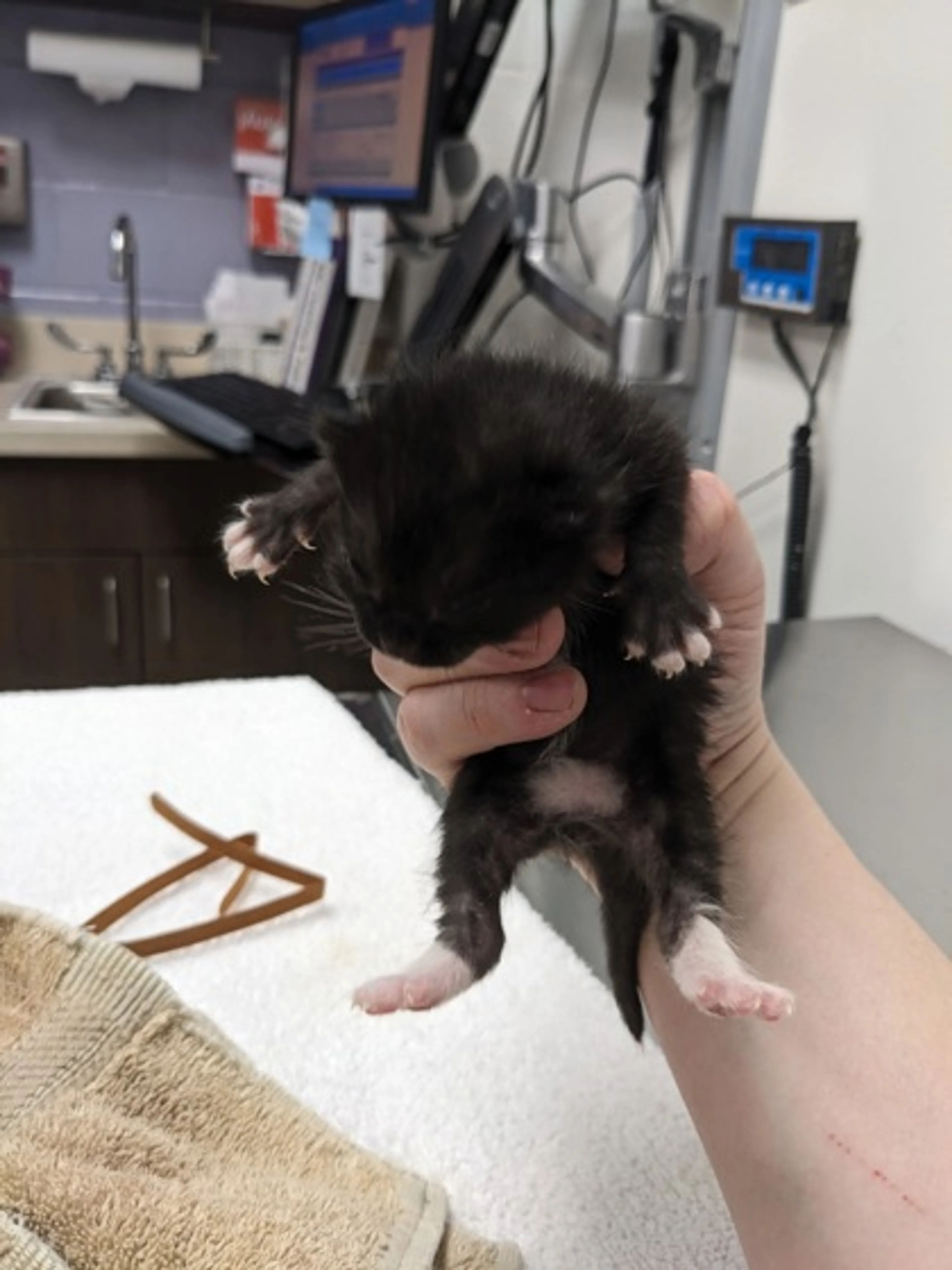 Found pet