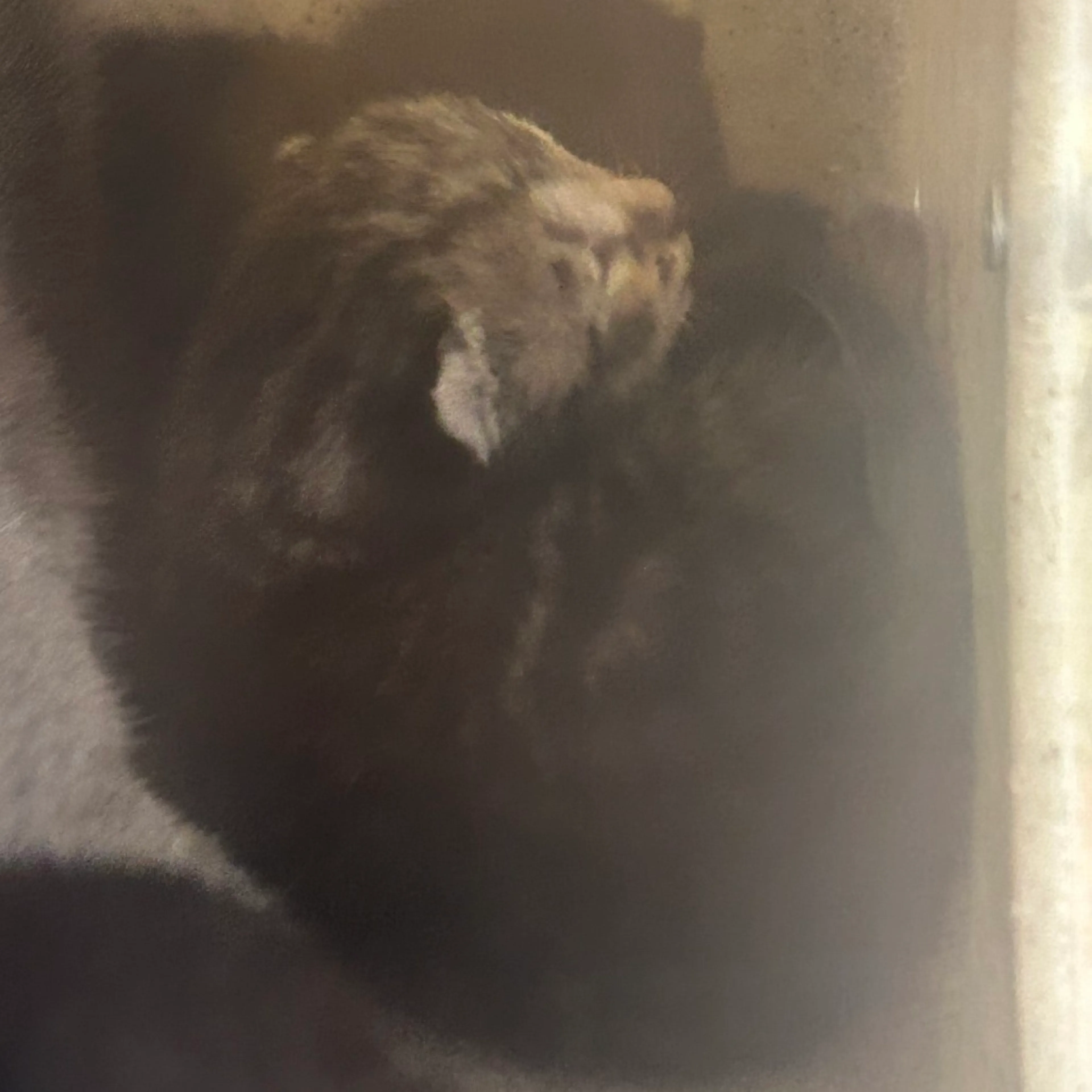 Found pet-1