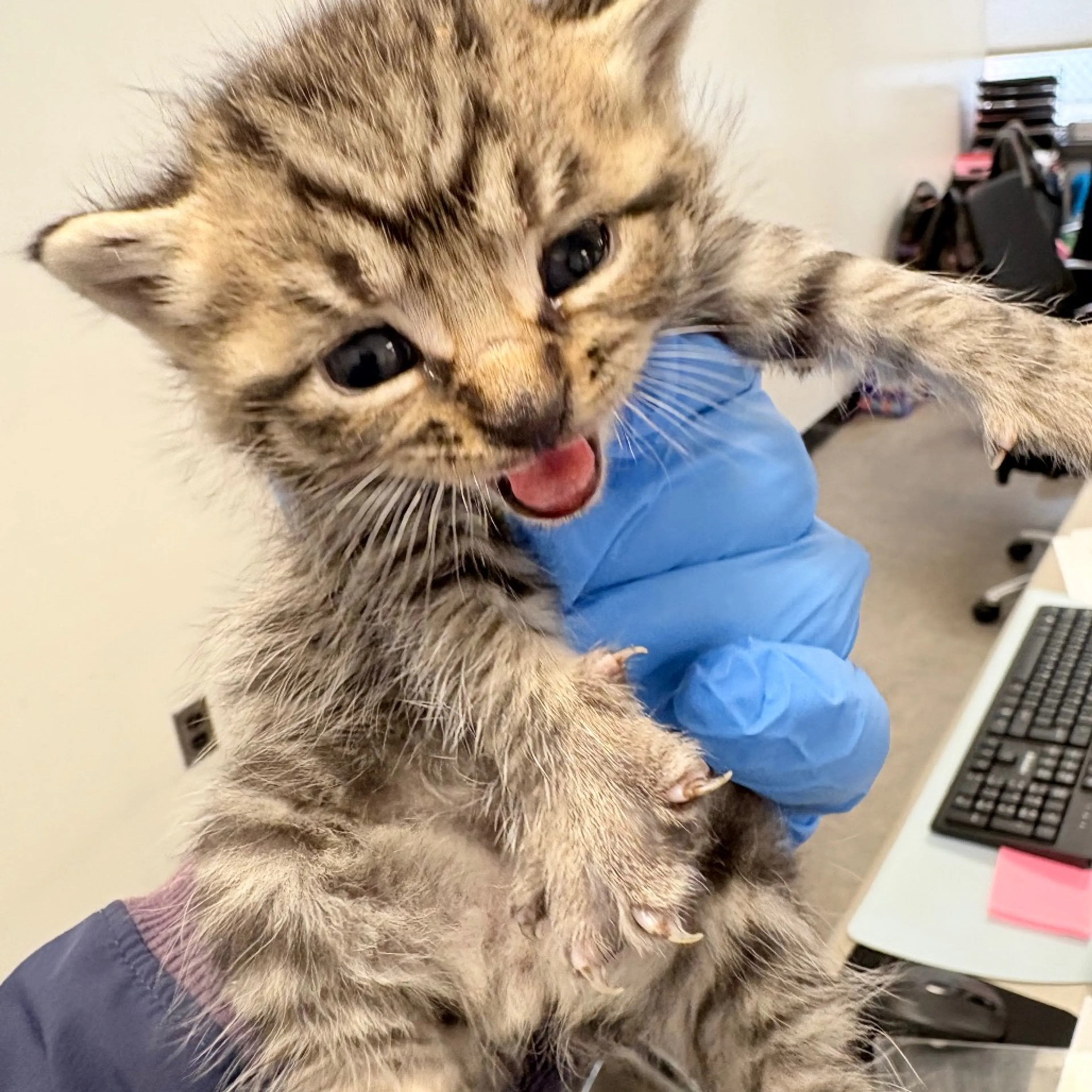 Found pet