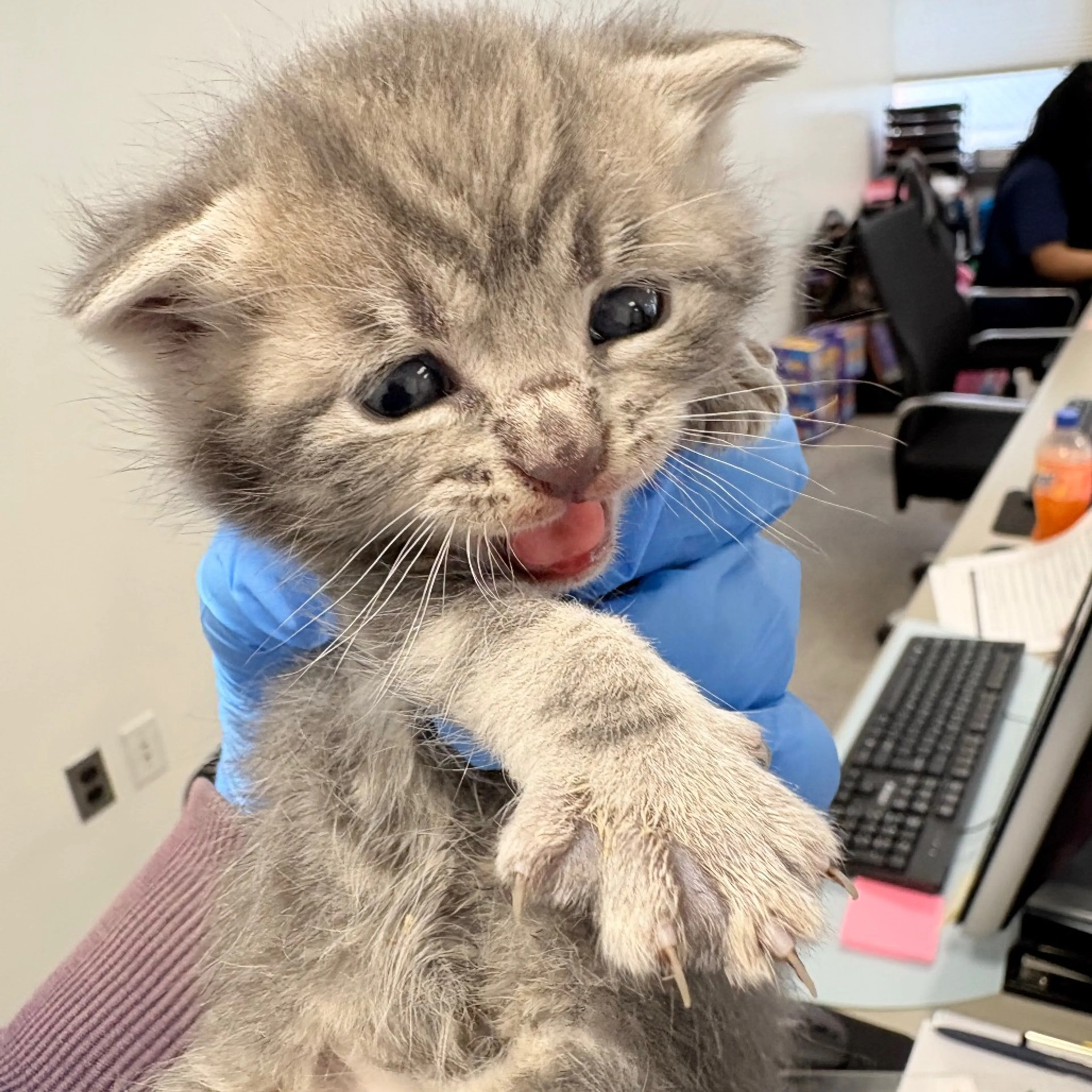 Found pet