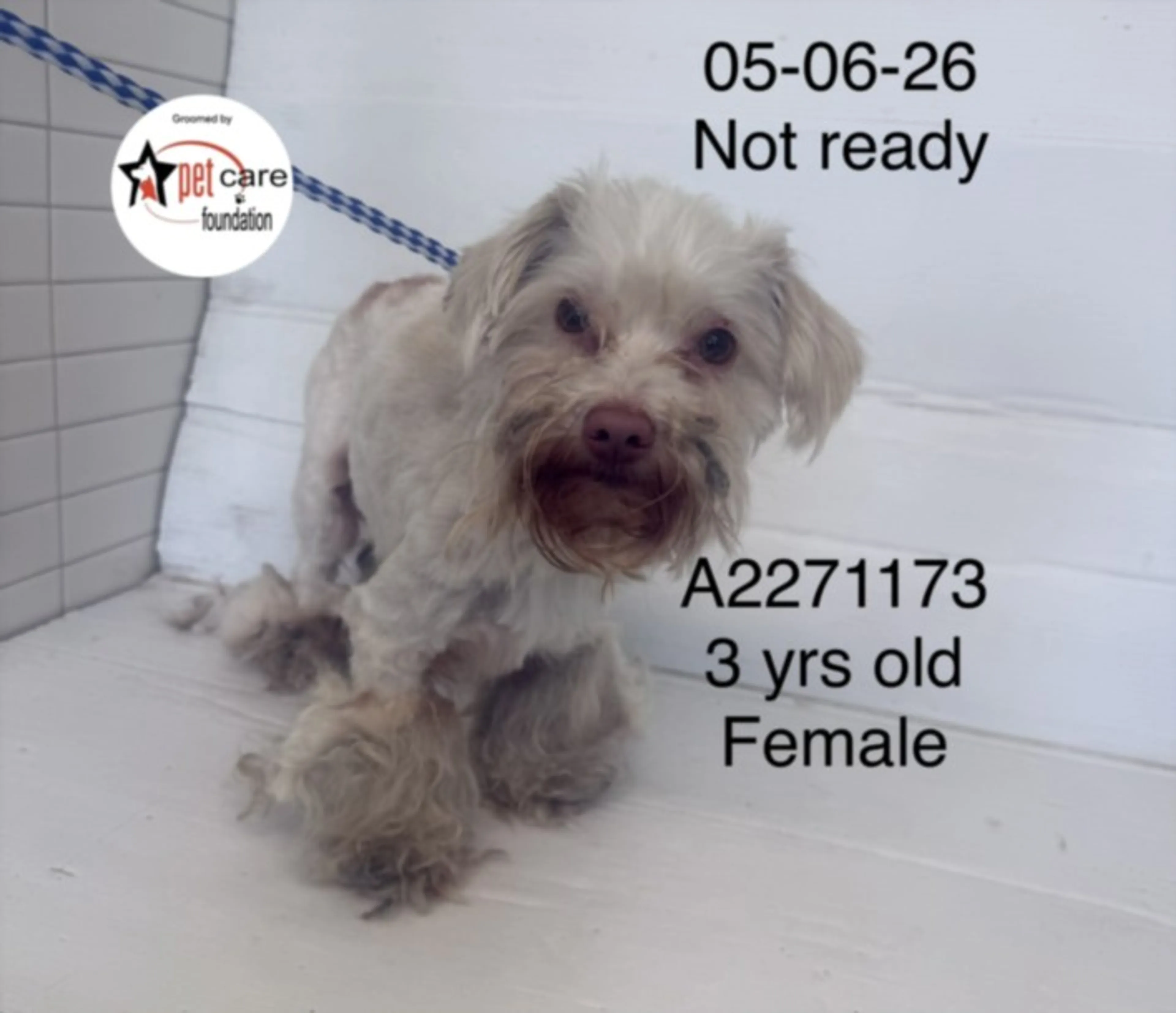 Found pet