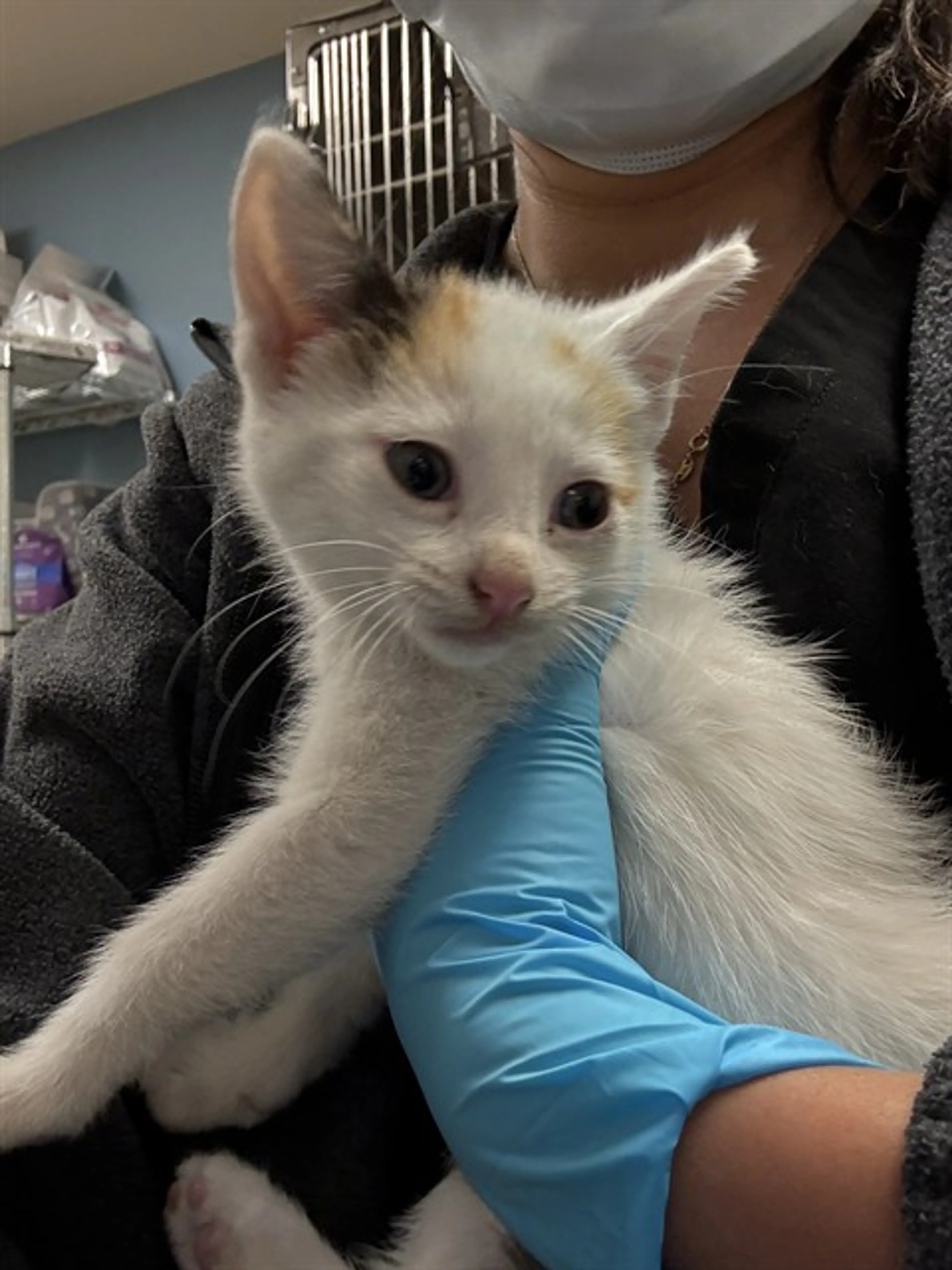 Found pet