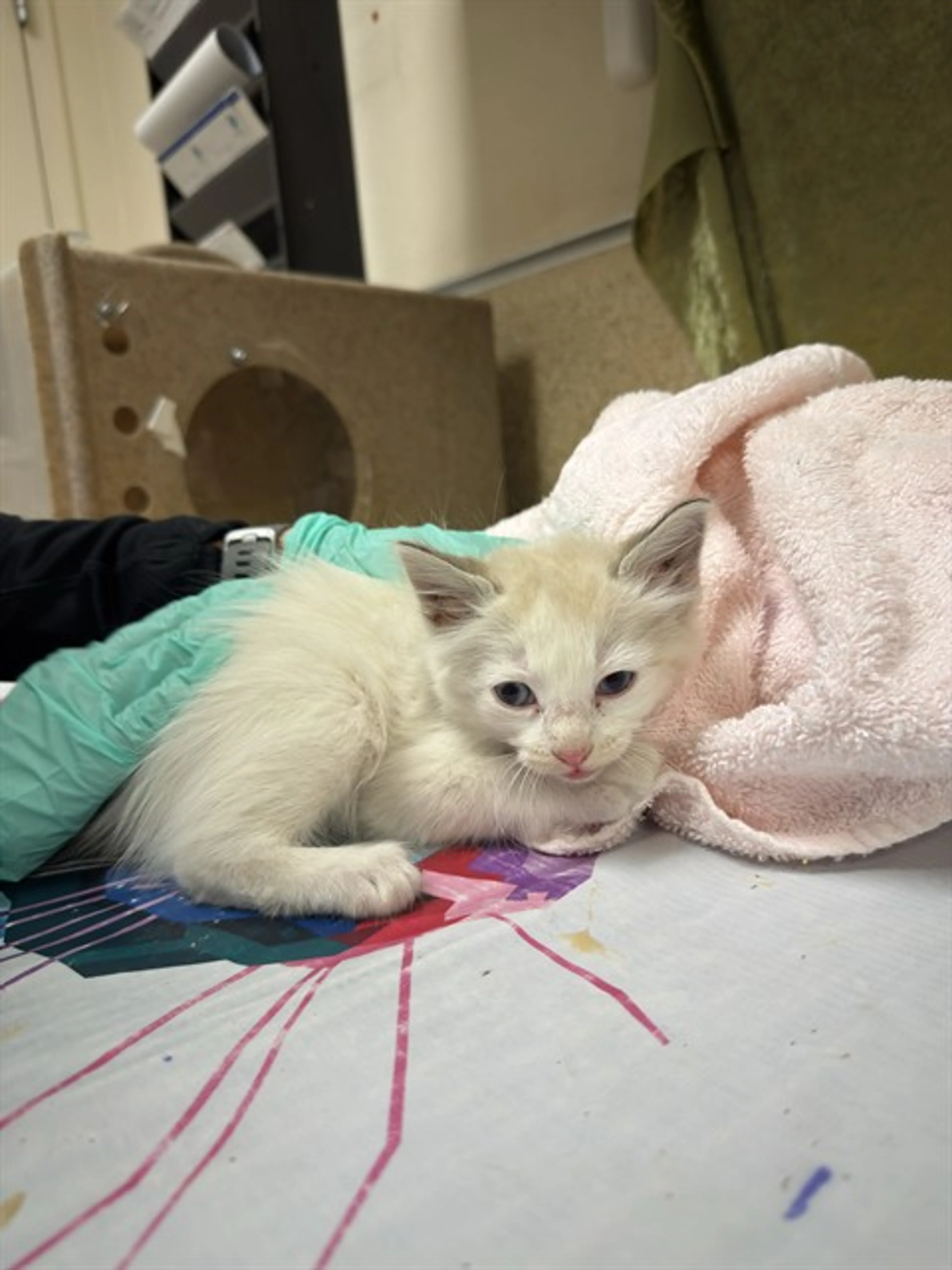 Found pet