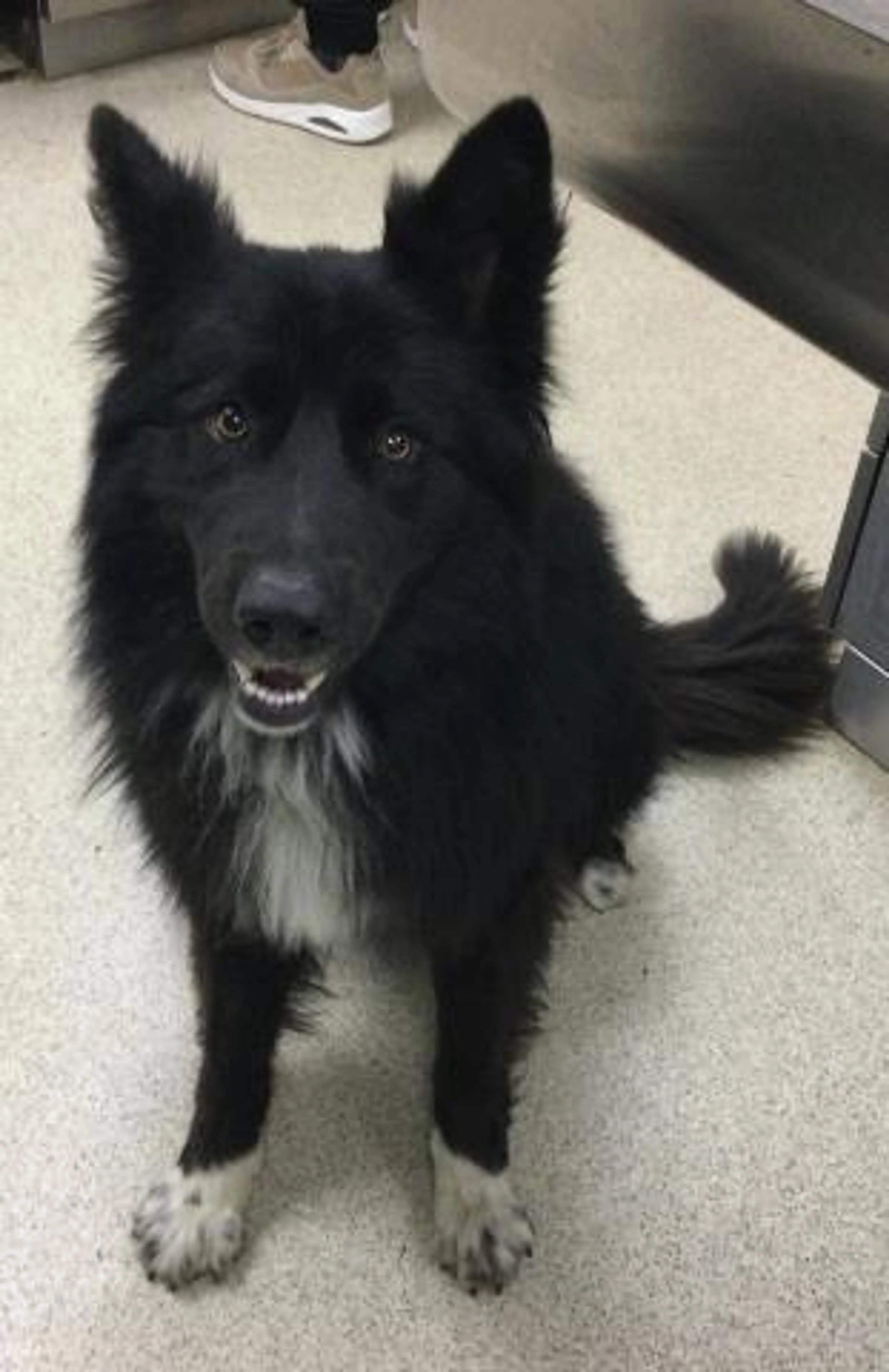 Found pet