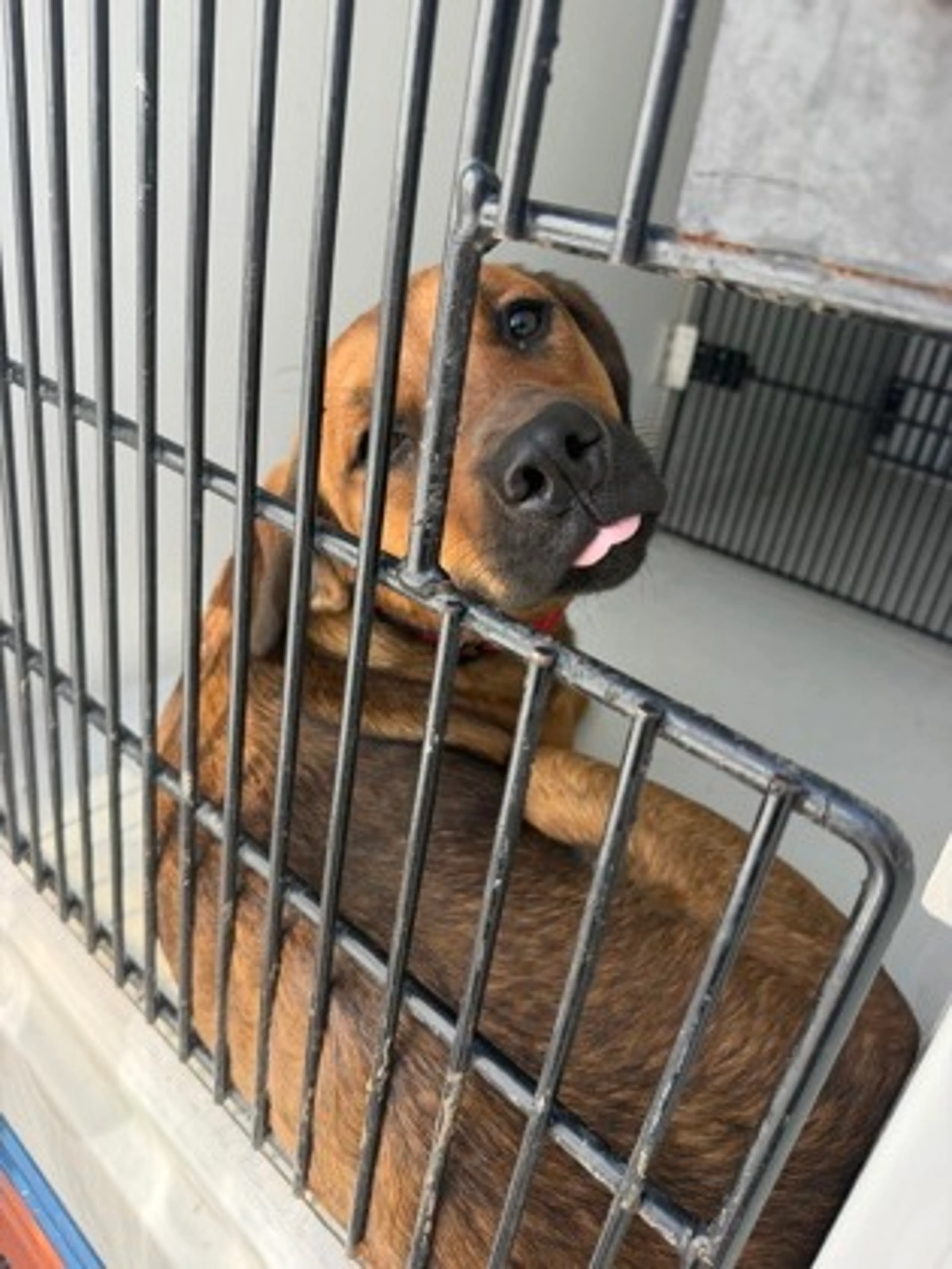 Found pet