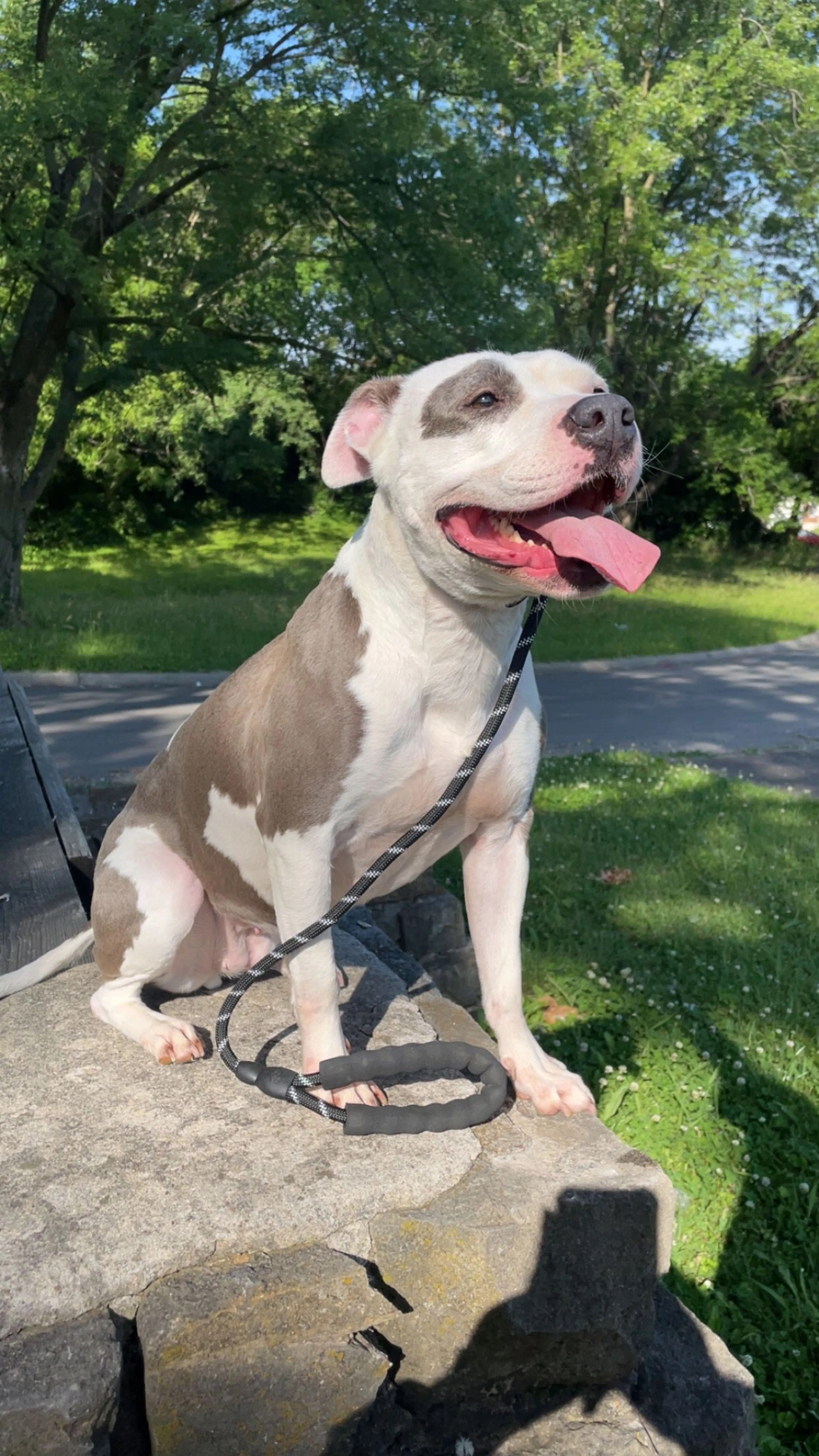Lost pet-3