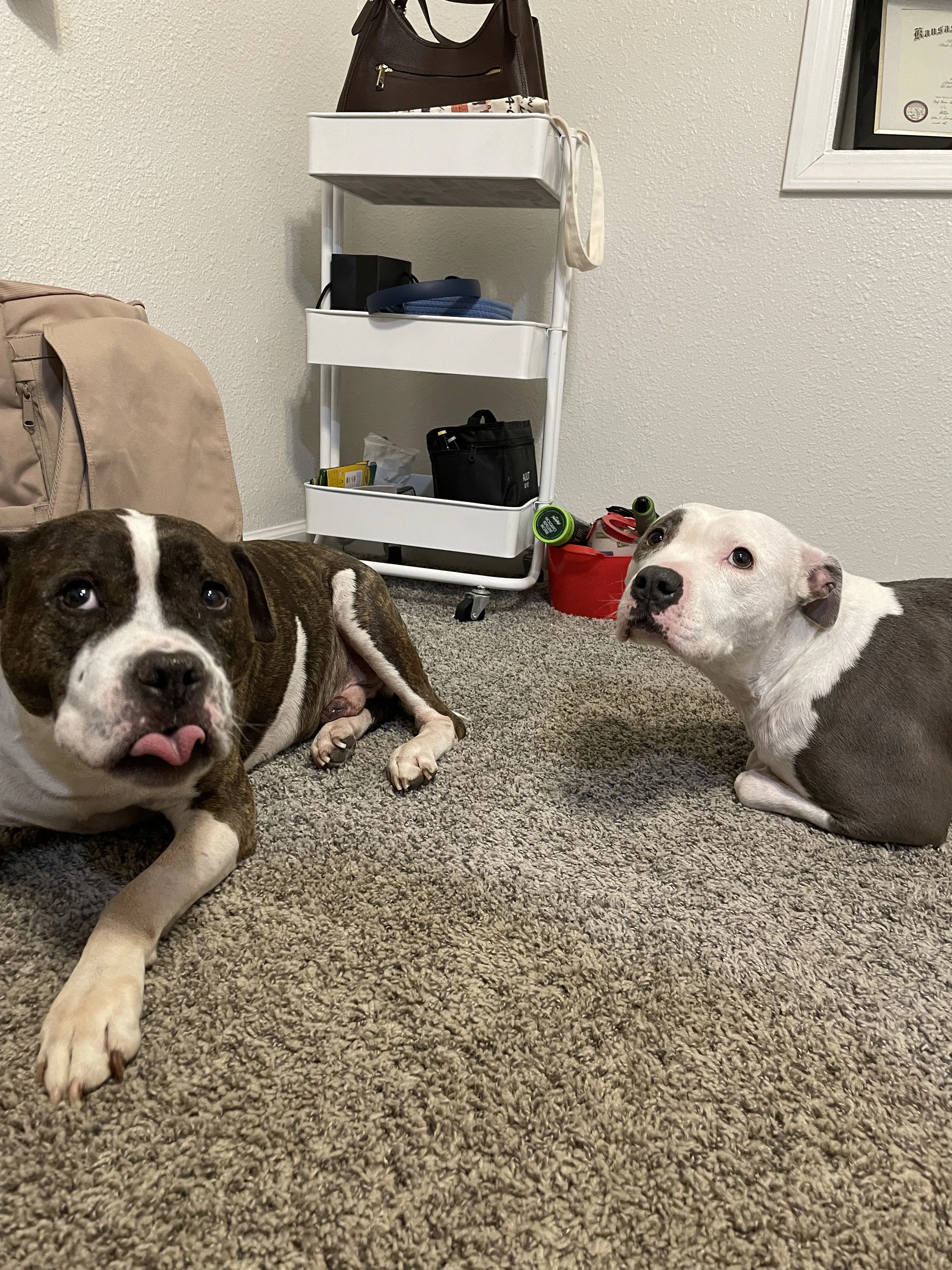 Lost pet-2