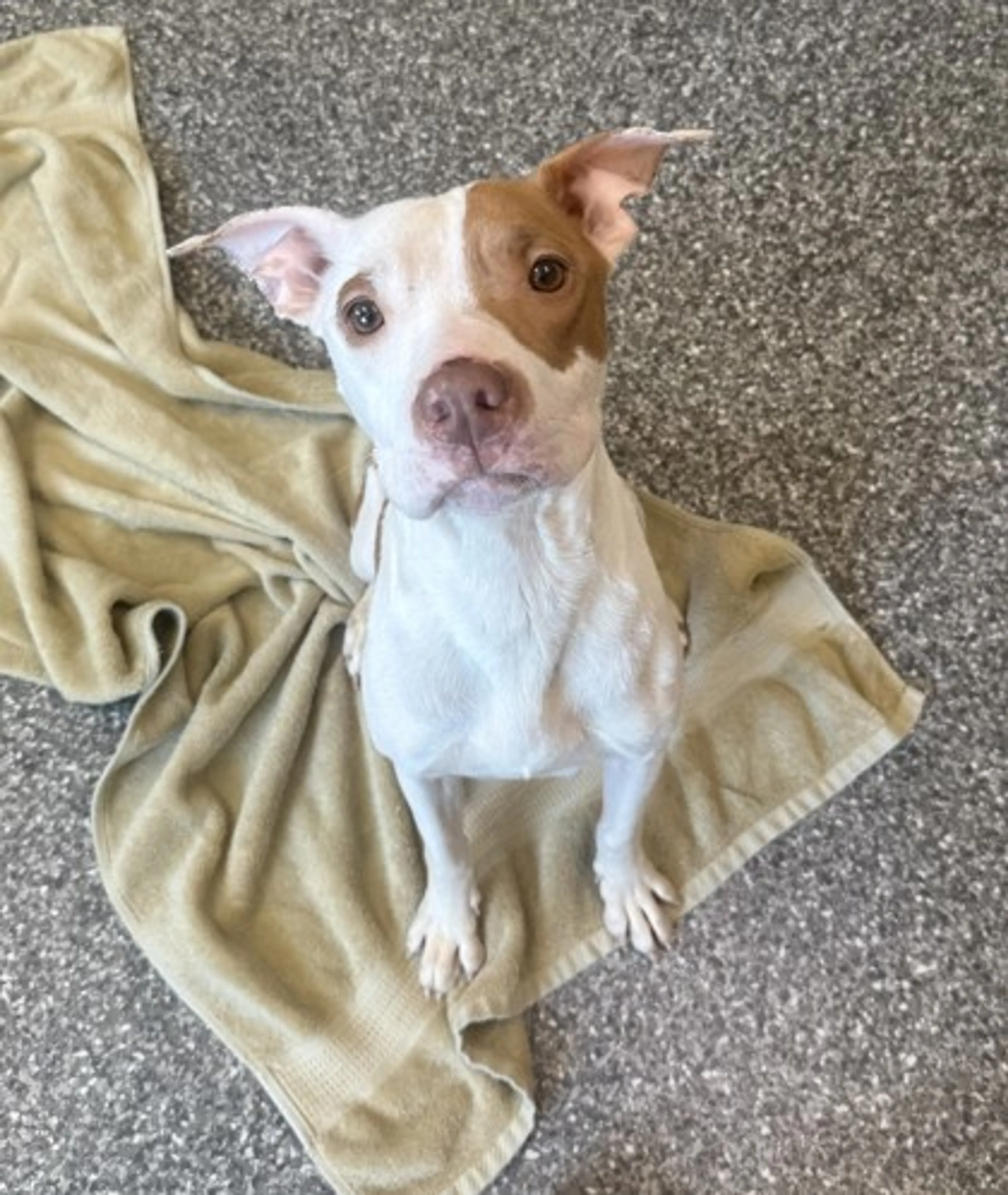Found pet
