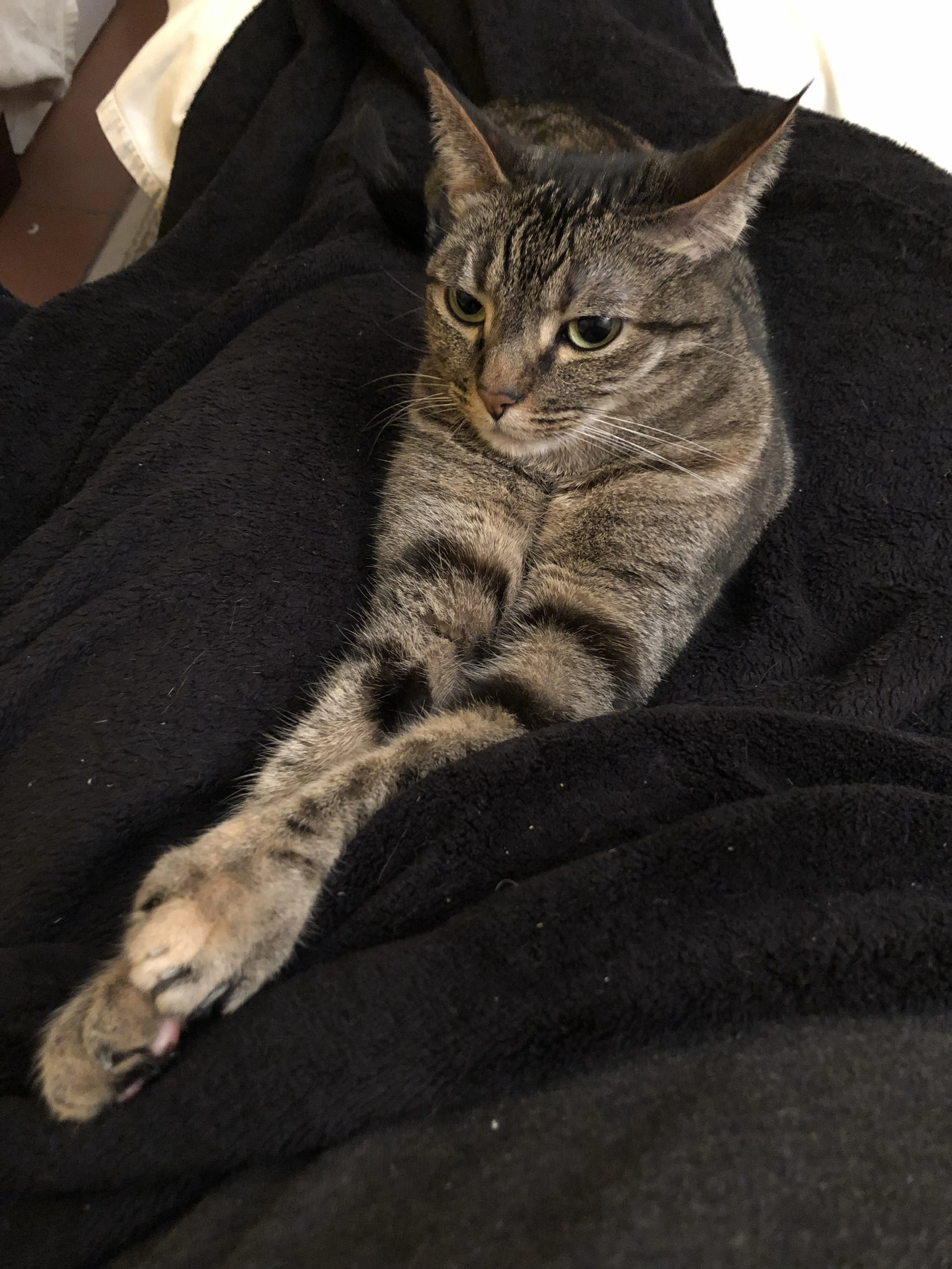 Lost pet-1
