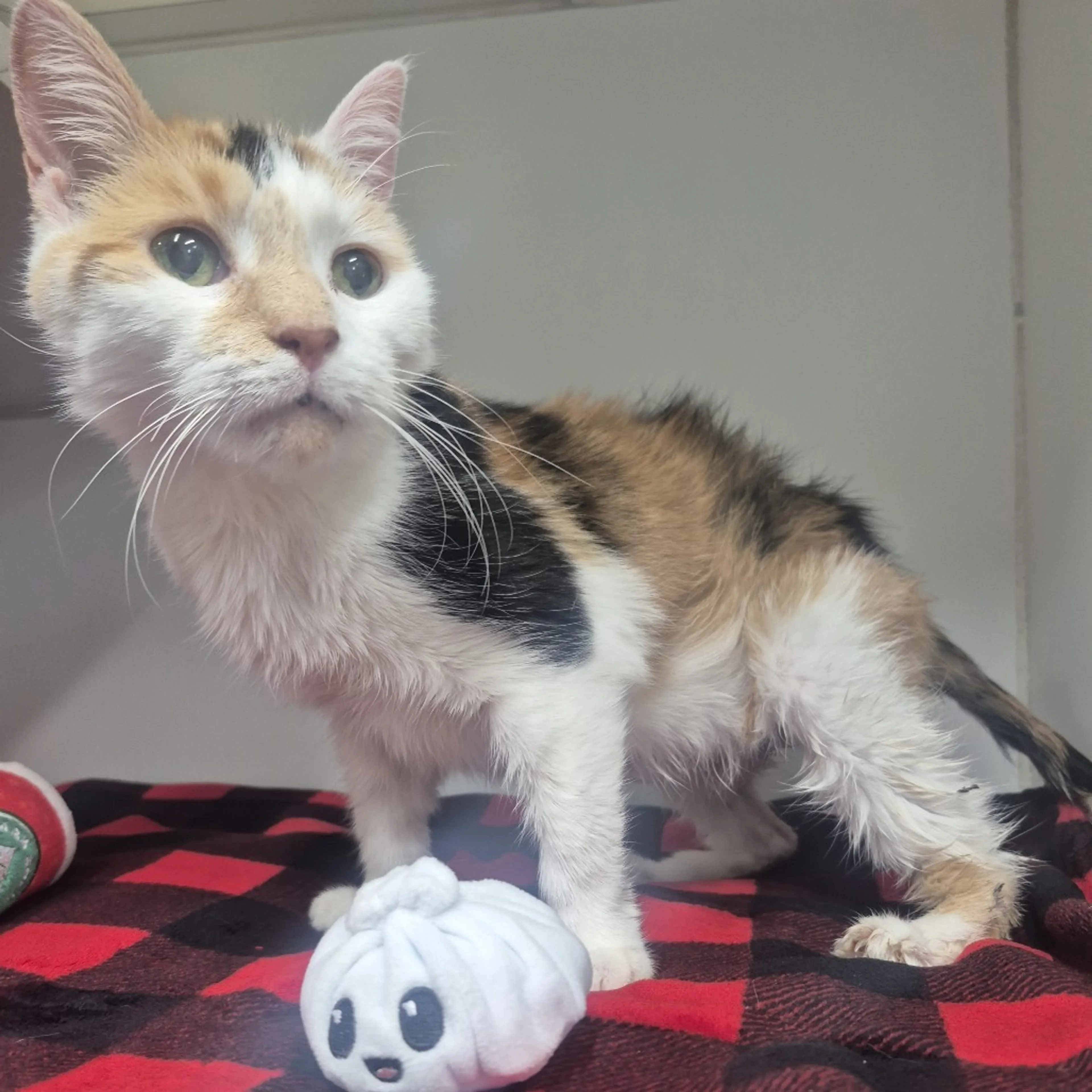 Found pet