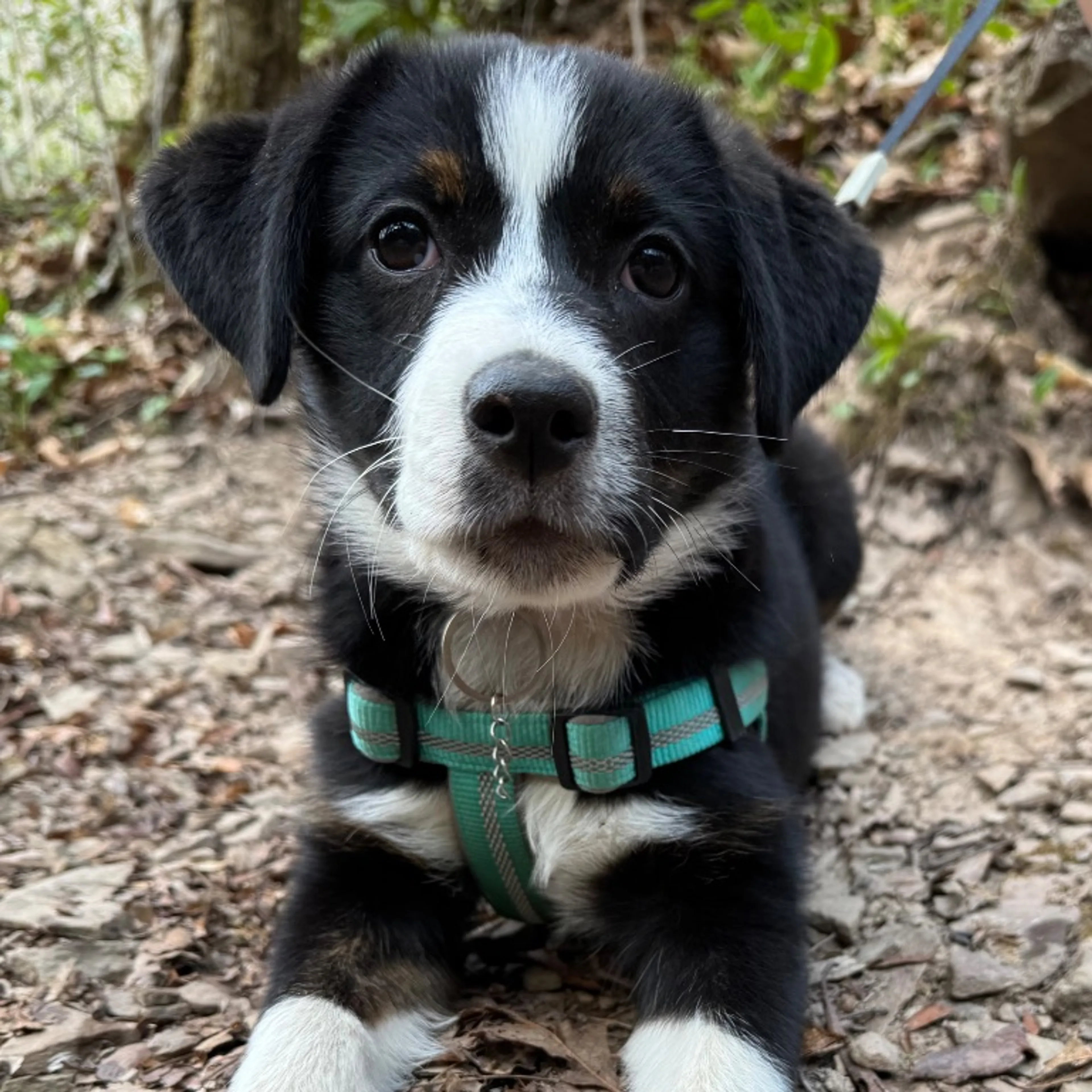Lost pet