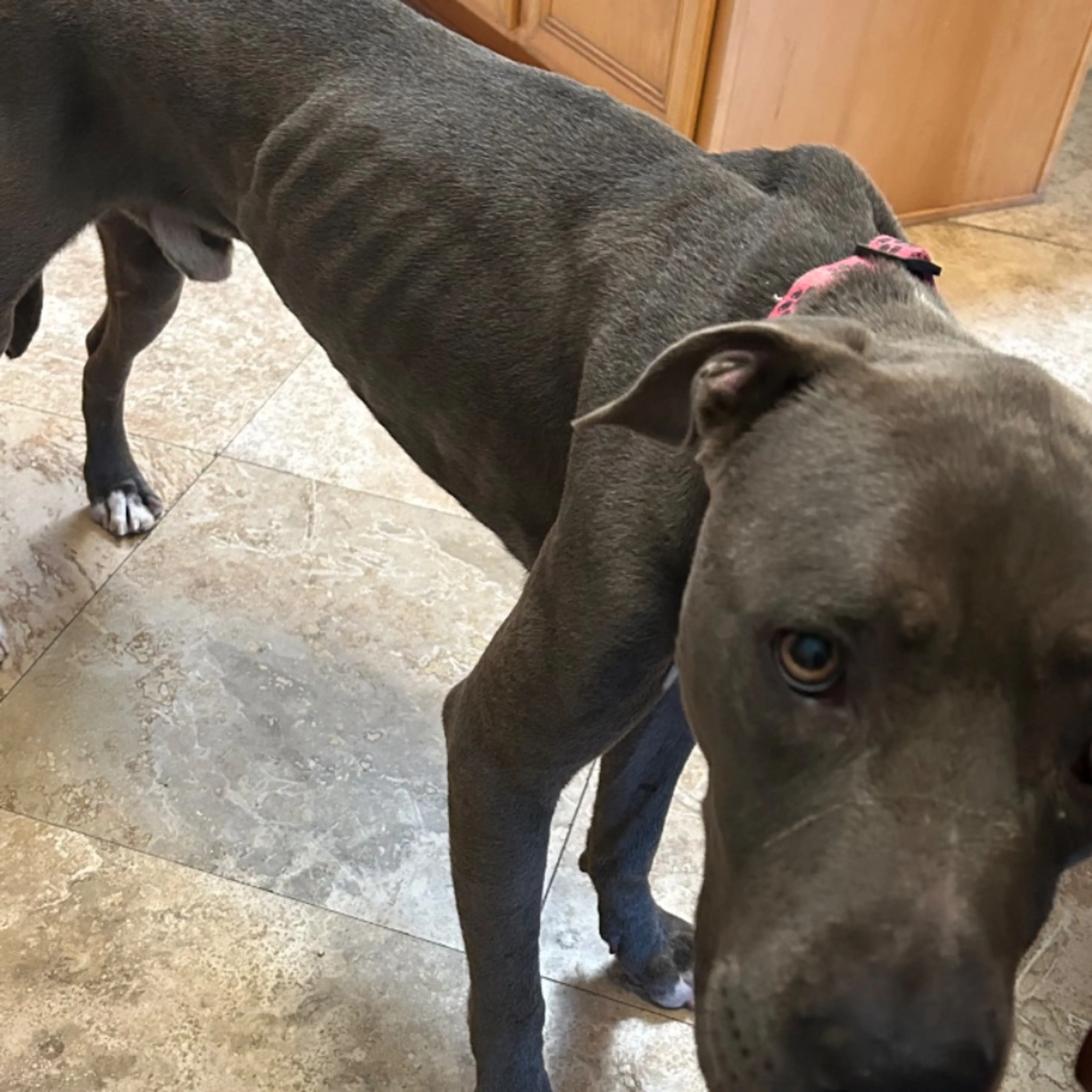 Found pet