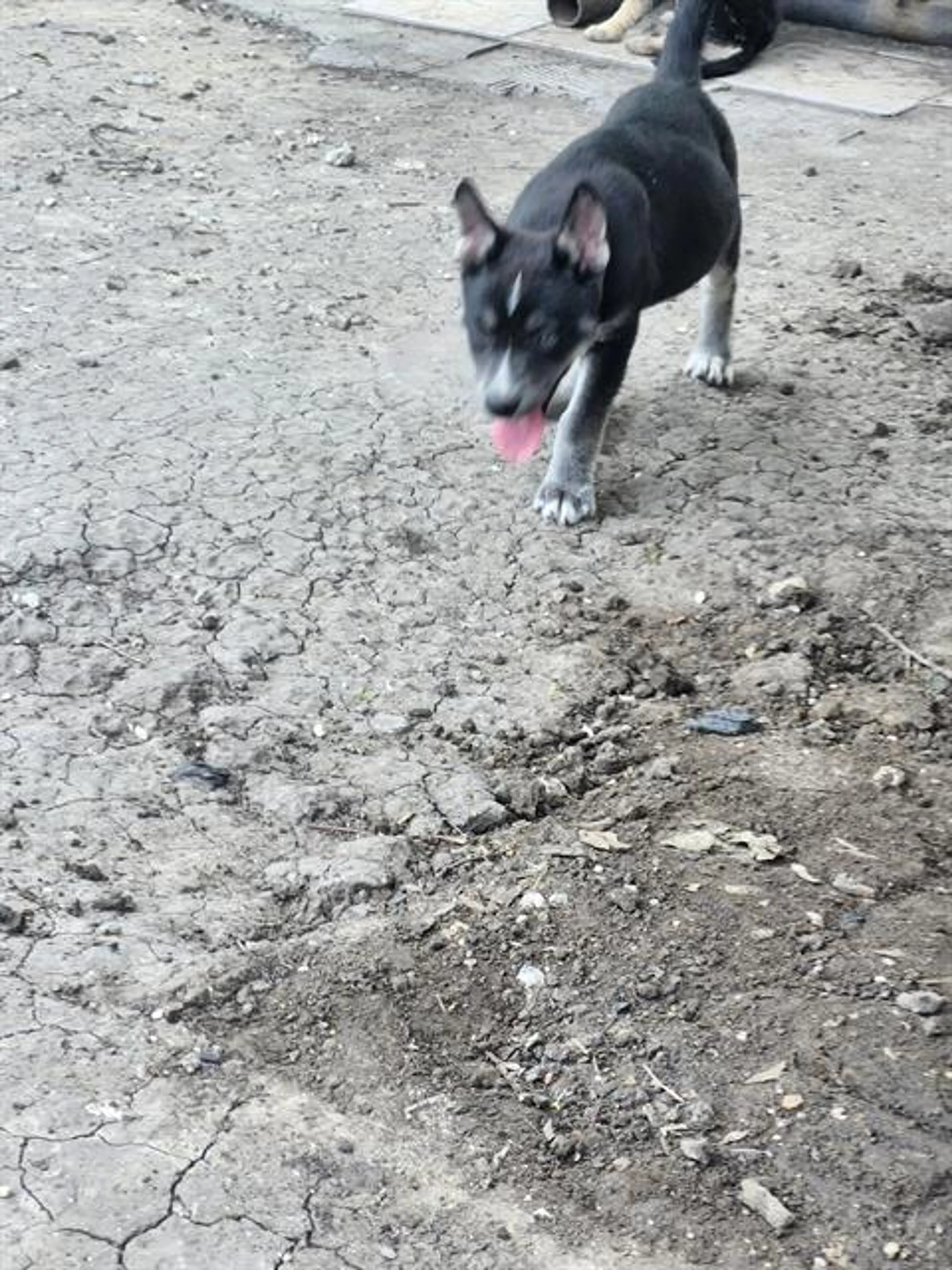 Found pet