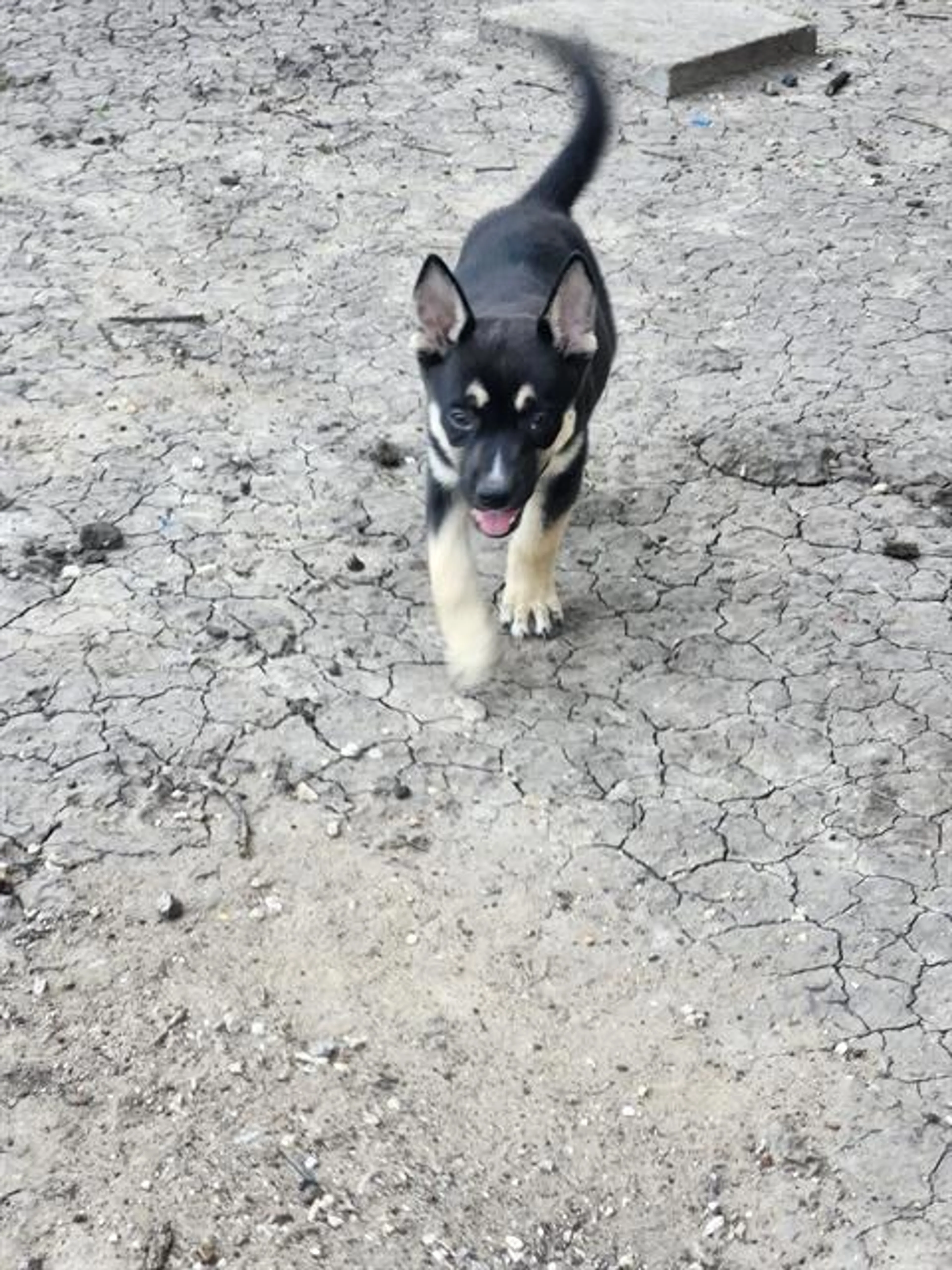 Found pet