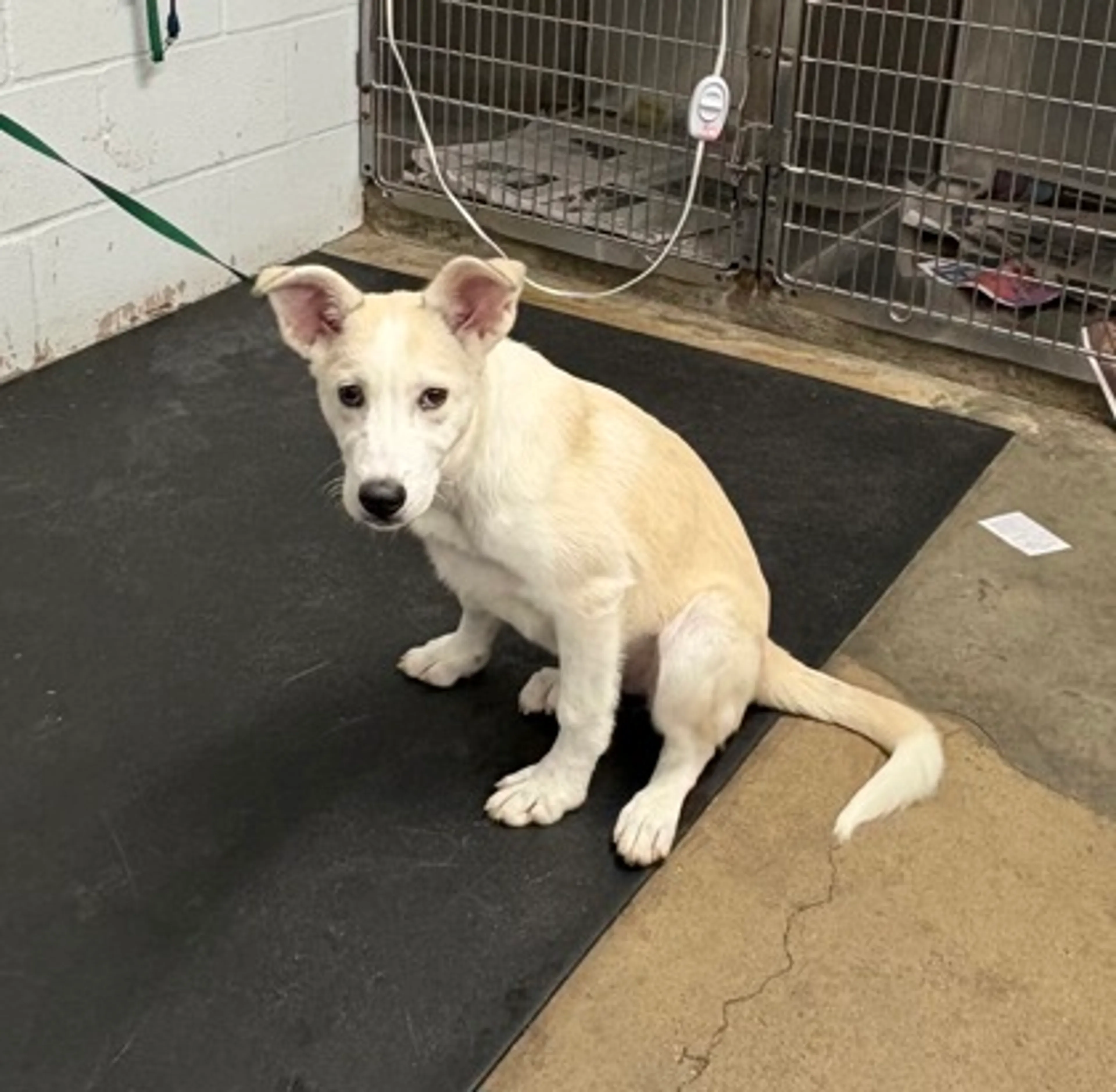Found pet