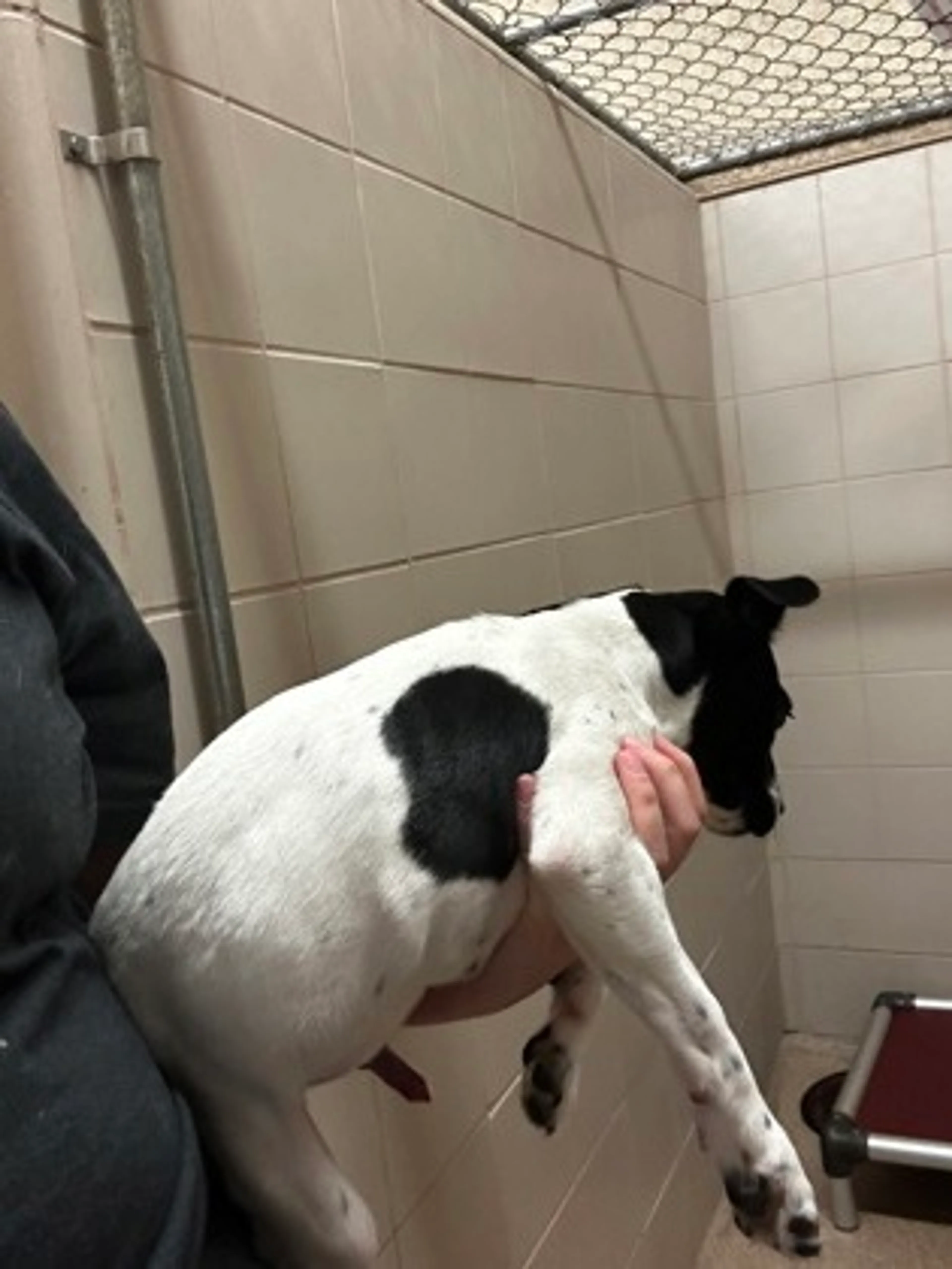 Found pet-1