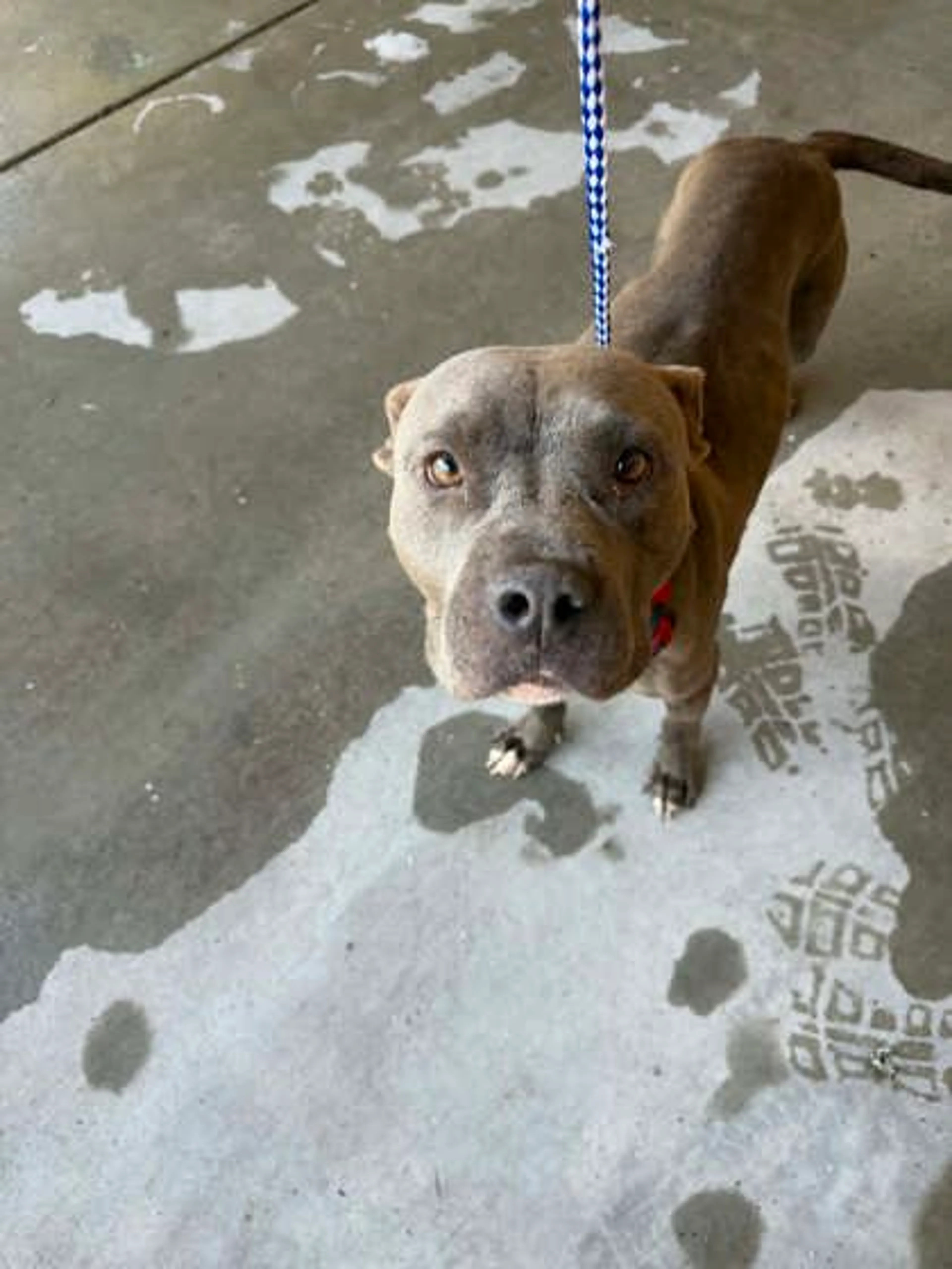 Found pet