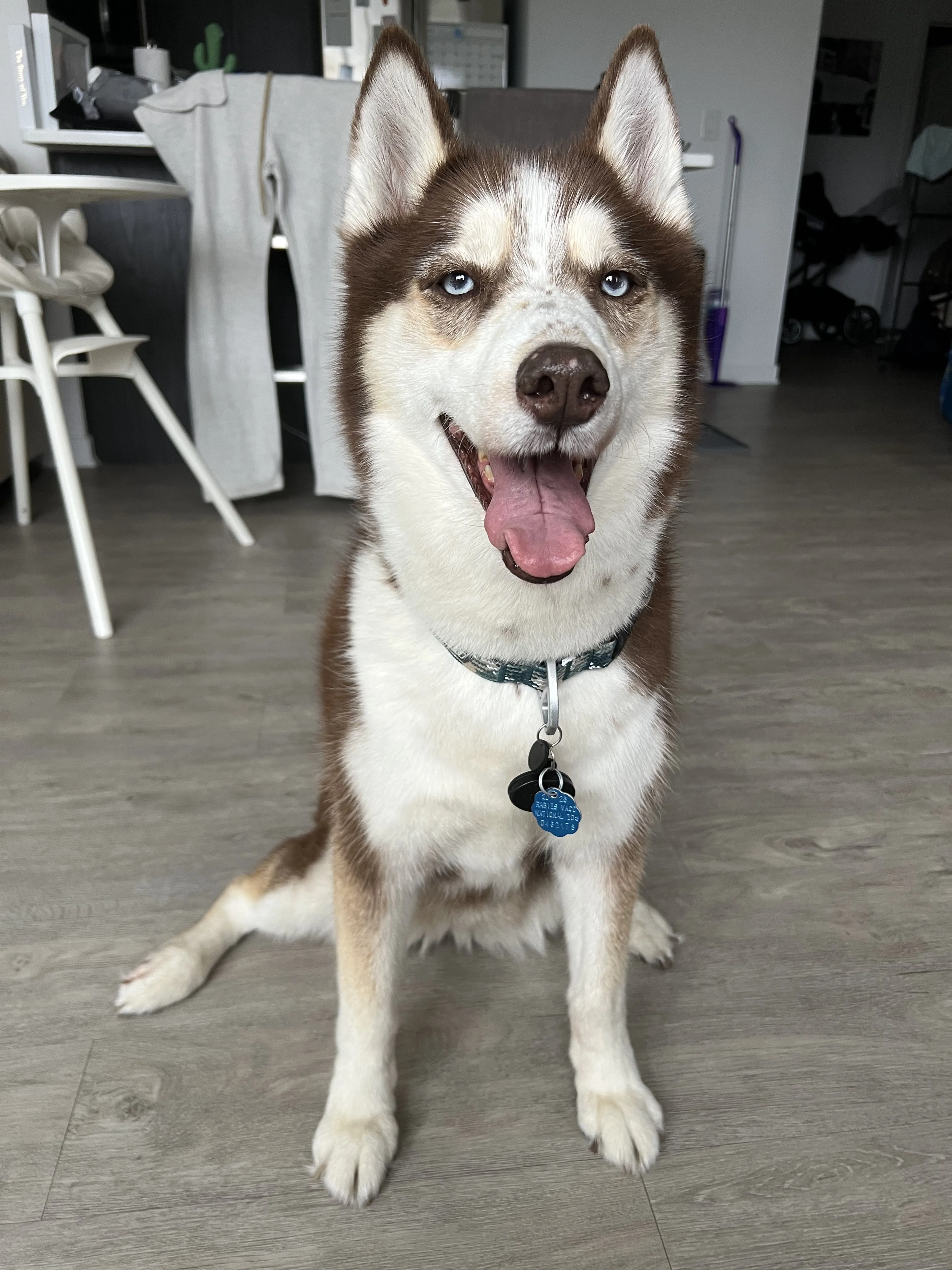 Lost pet