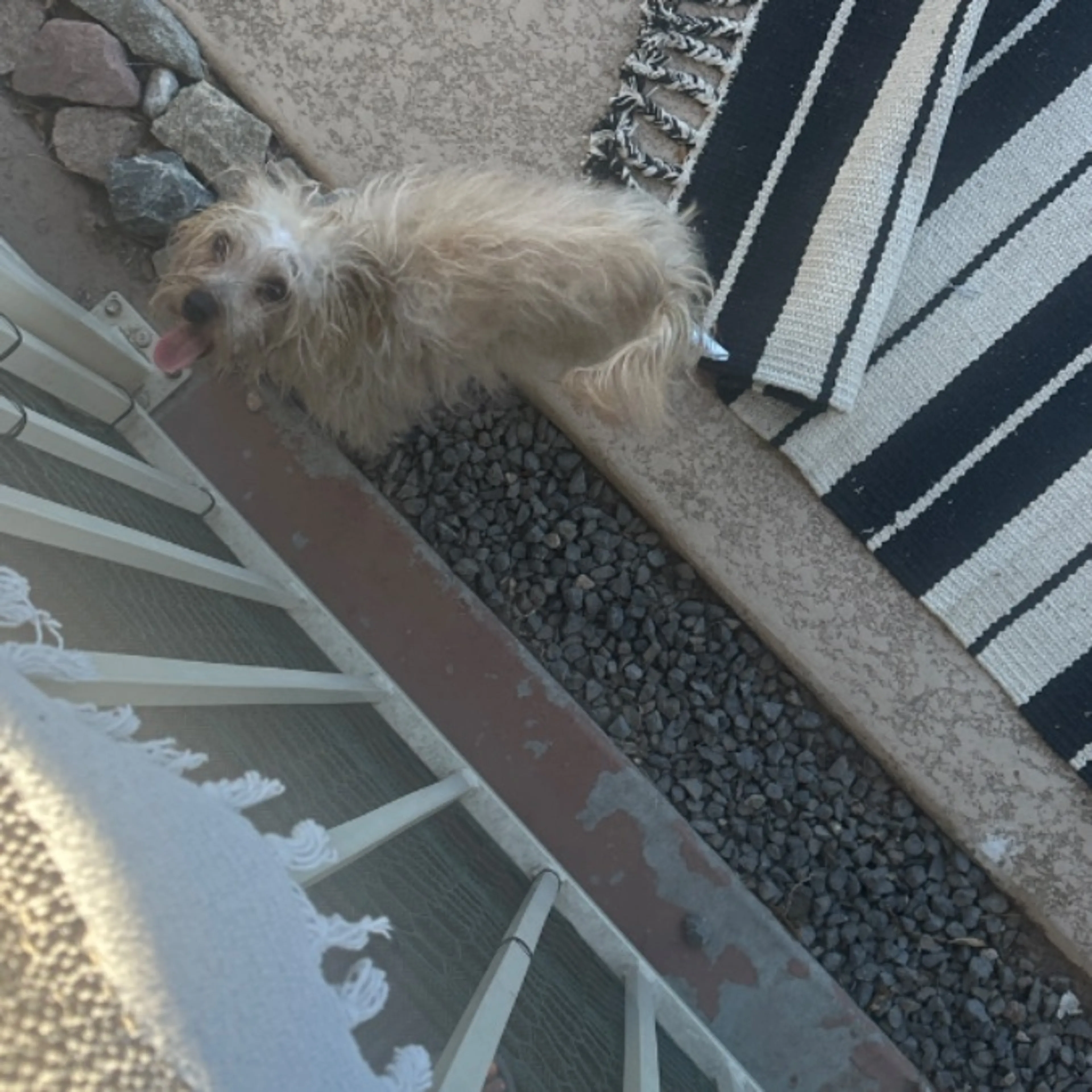 Found pet