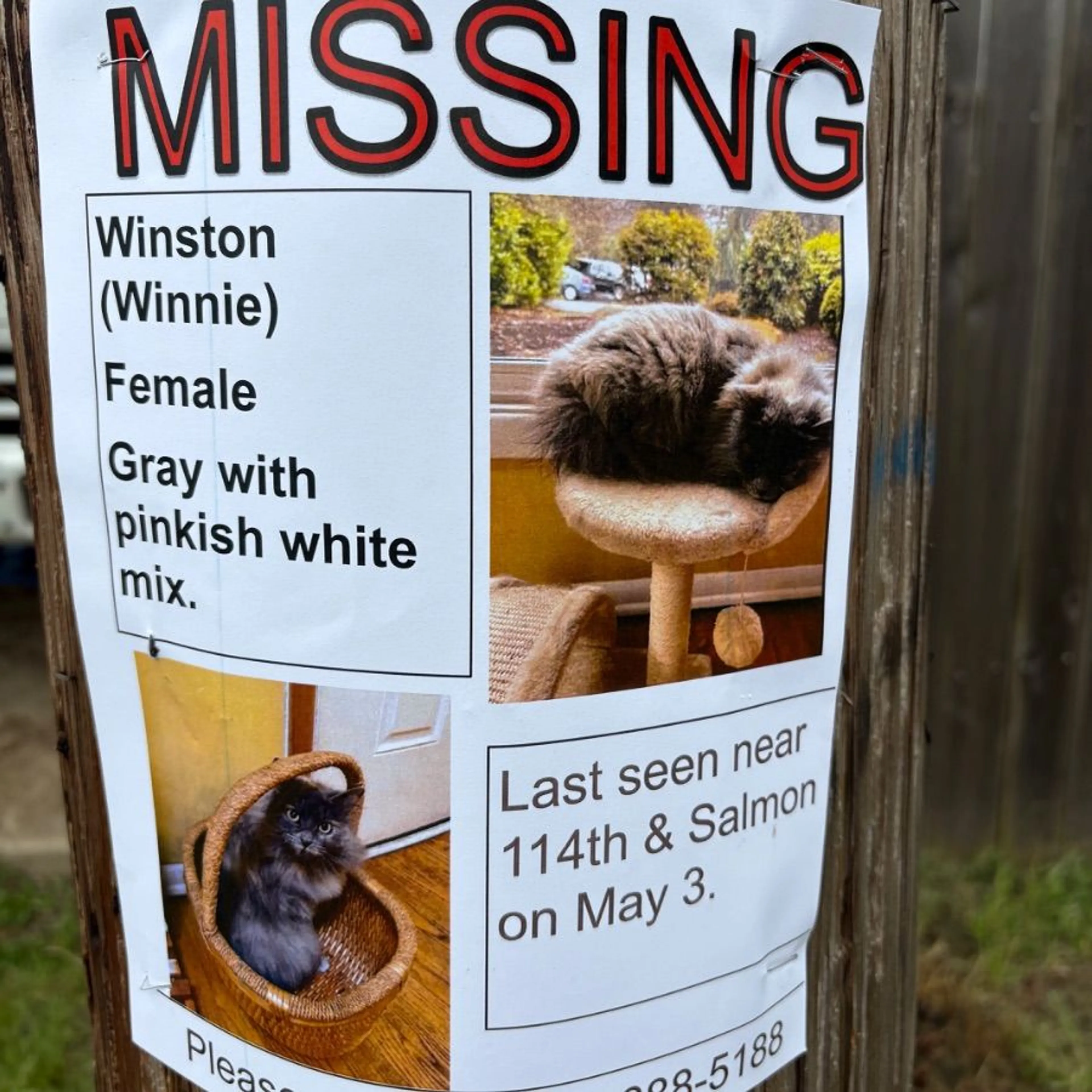 Lost pet