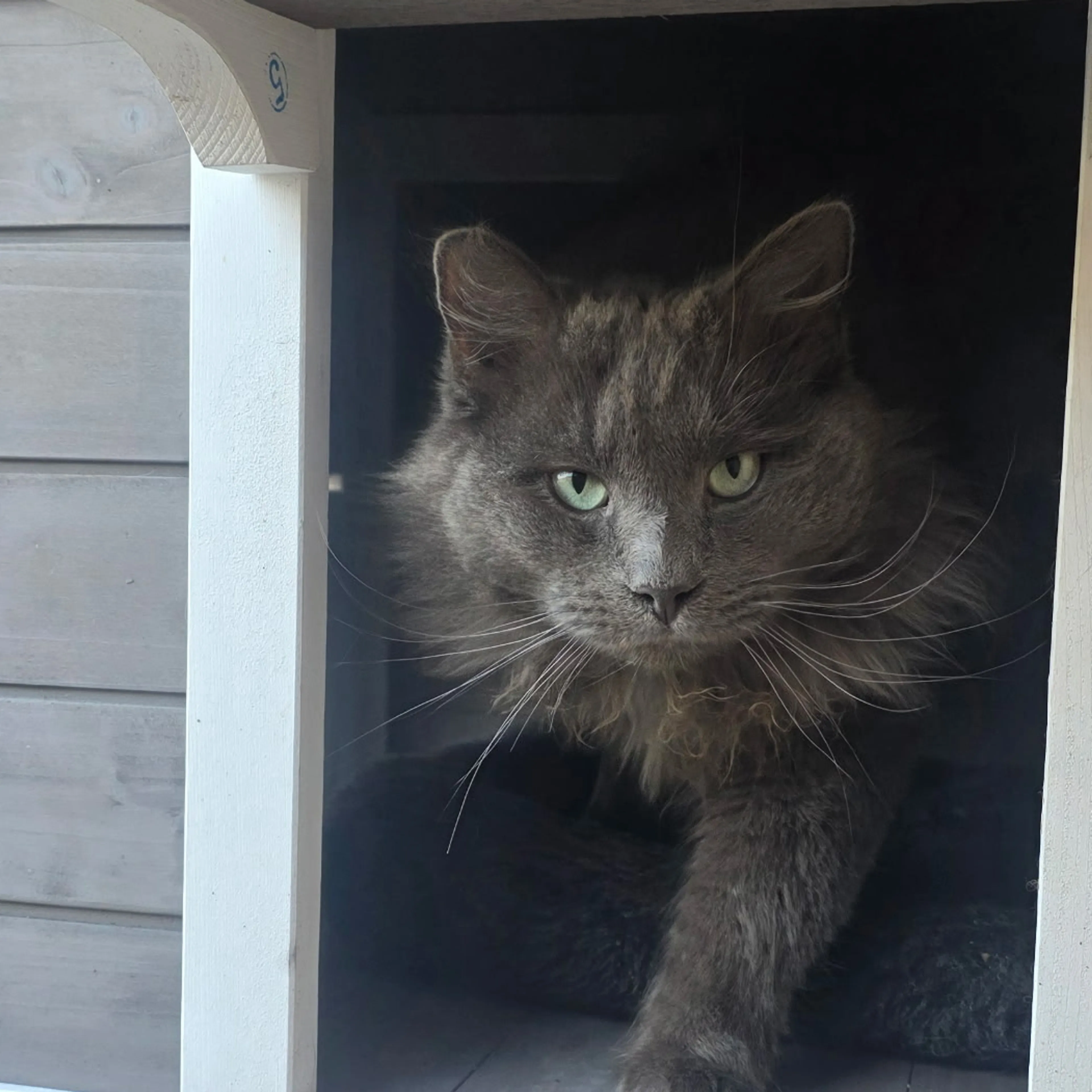 Lost pet-1