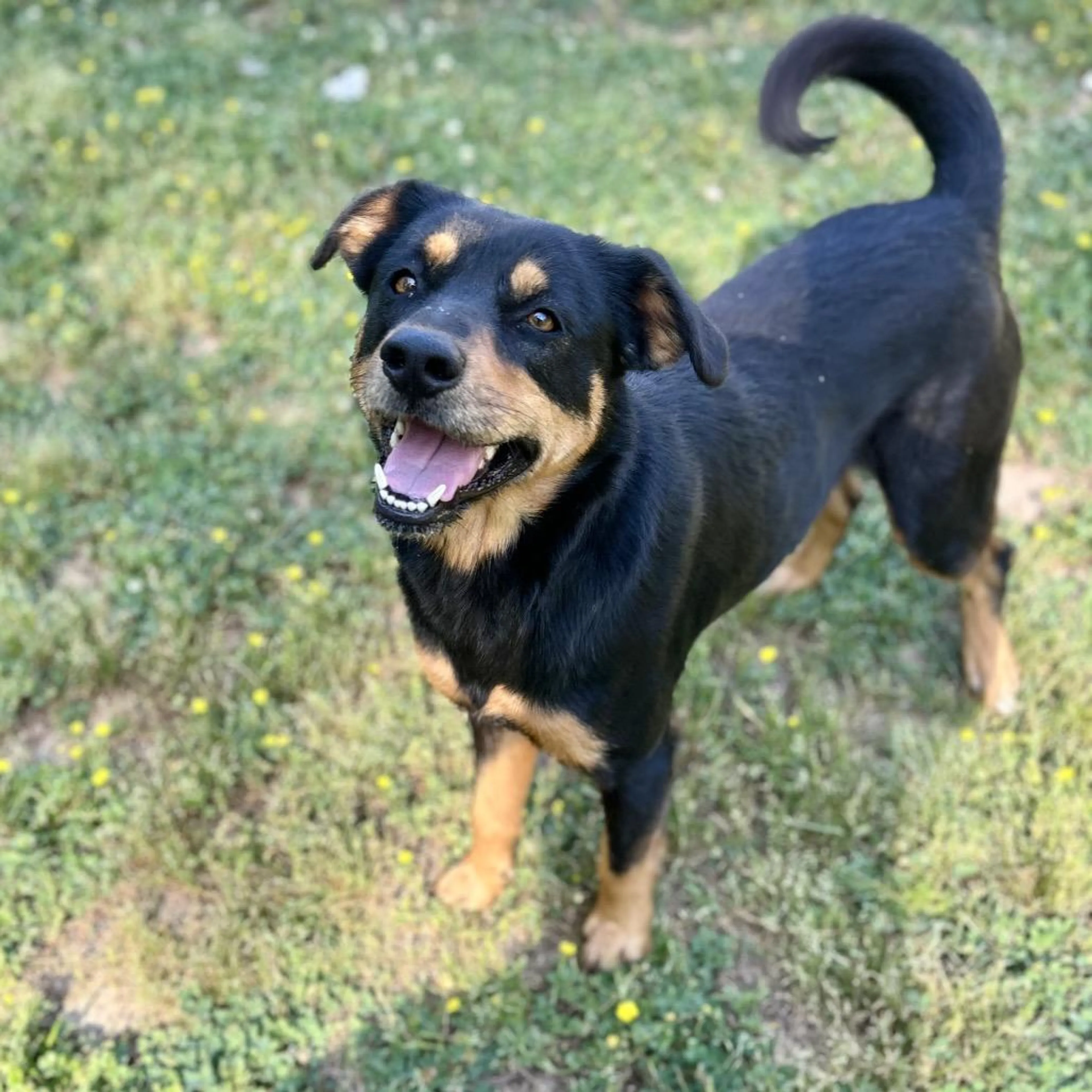 Found pet-1