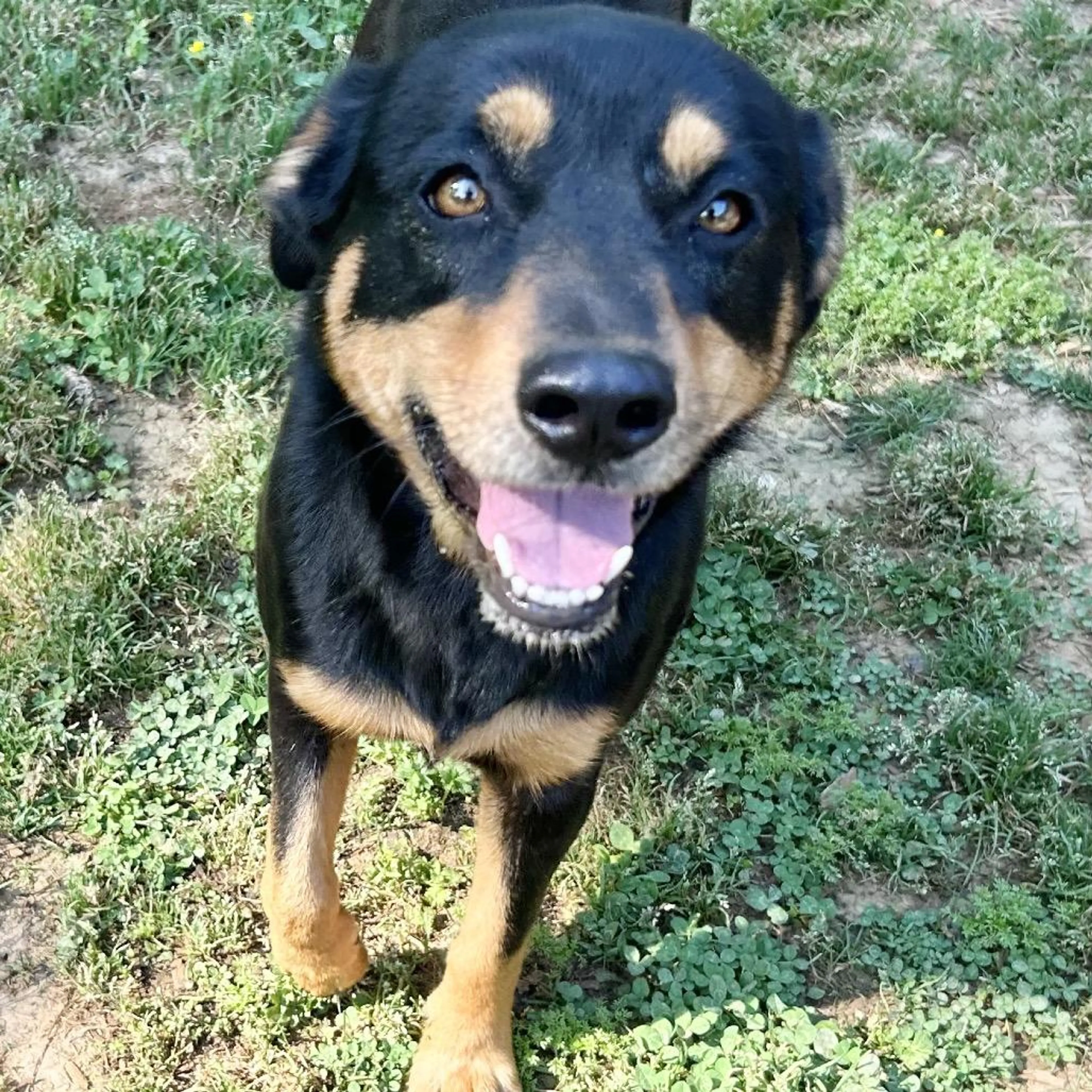 Found pet-3