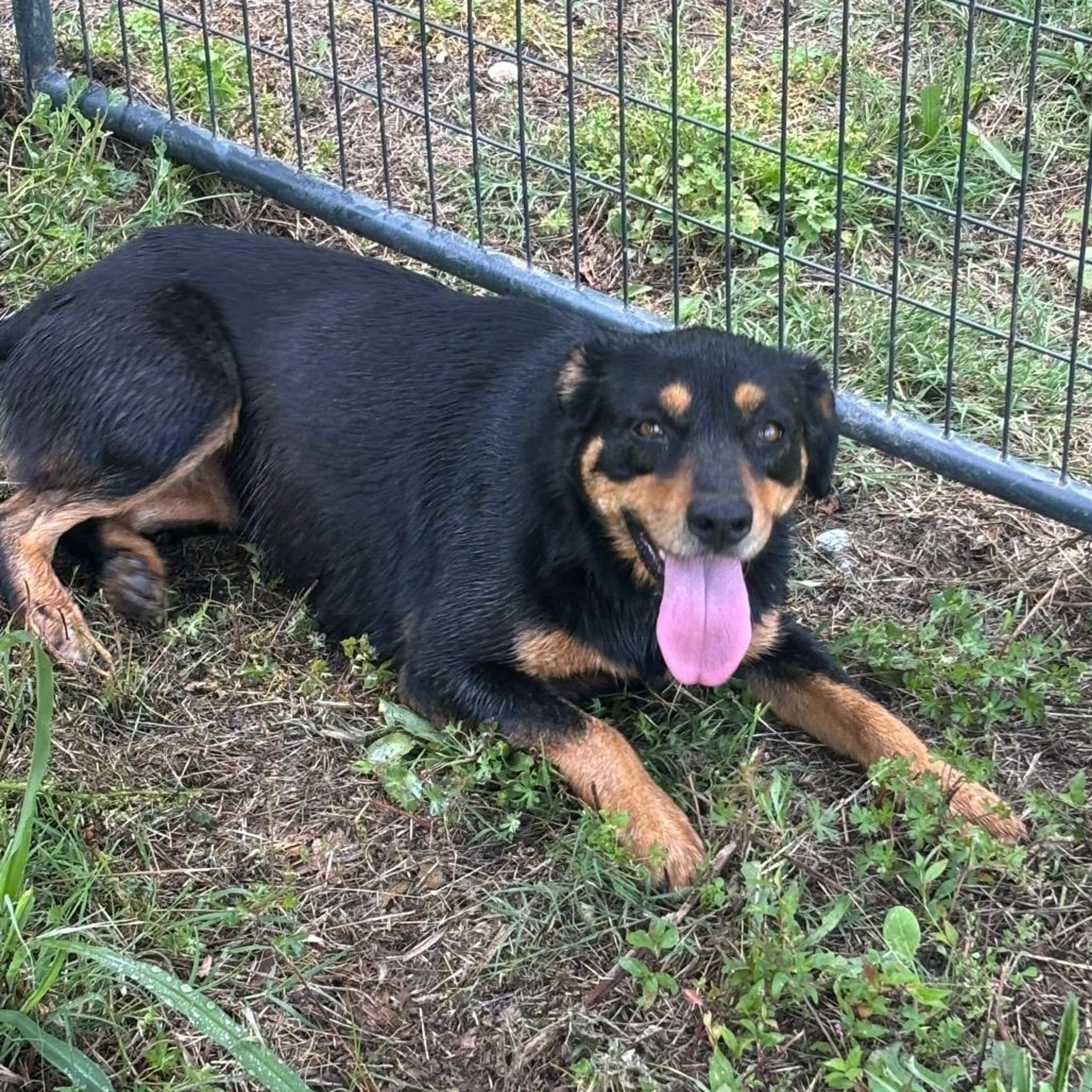 Found pet-4